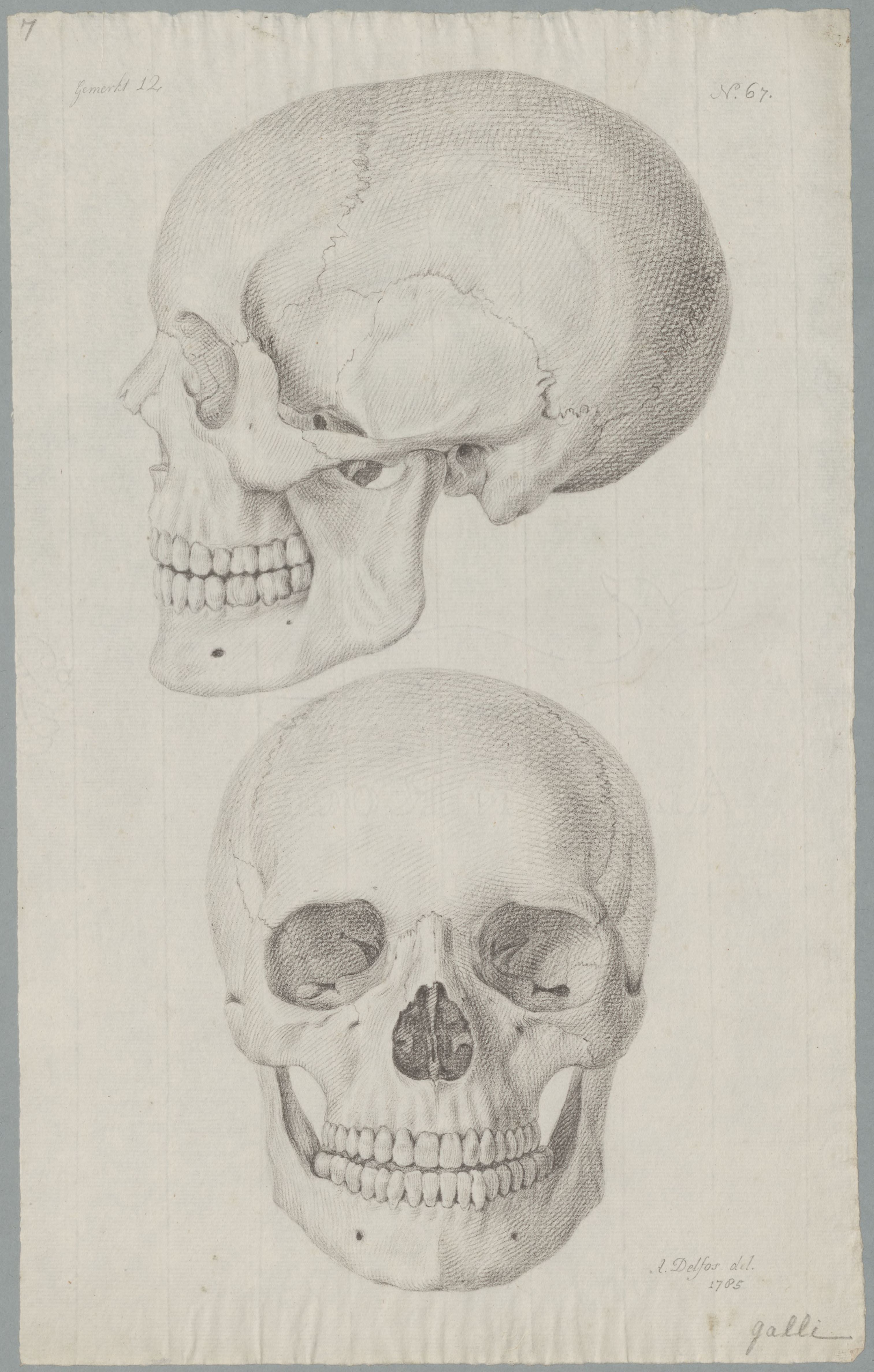 Specimens: skulls (French)