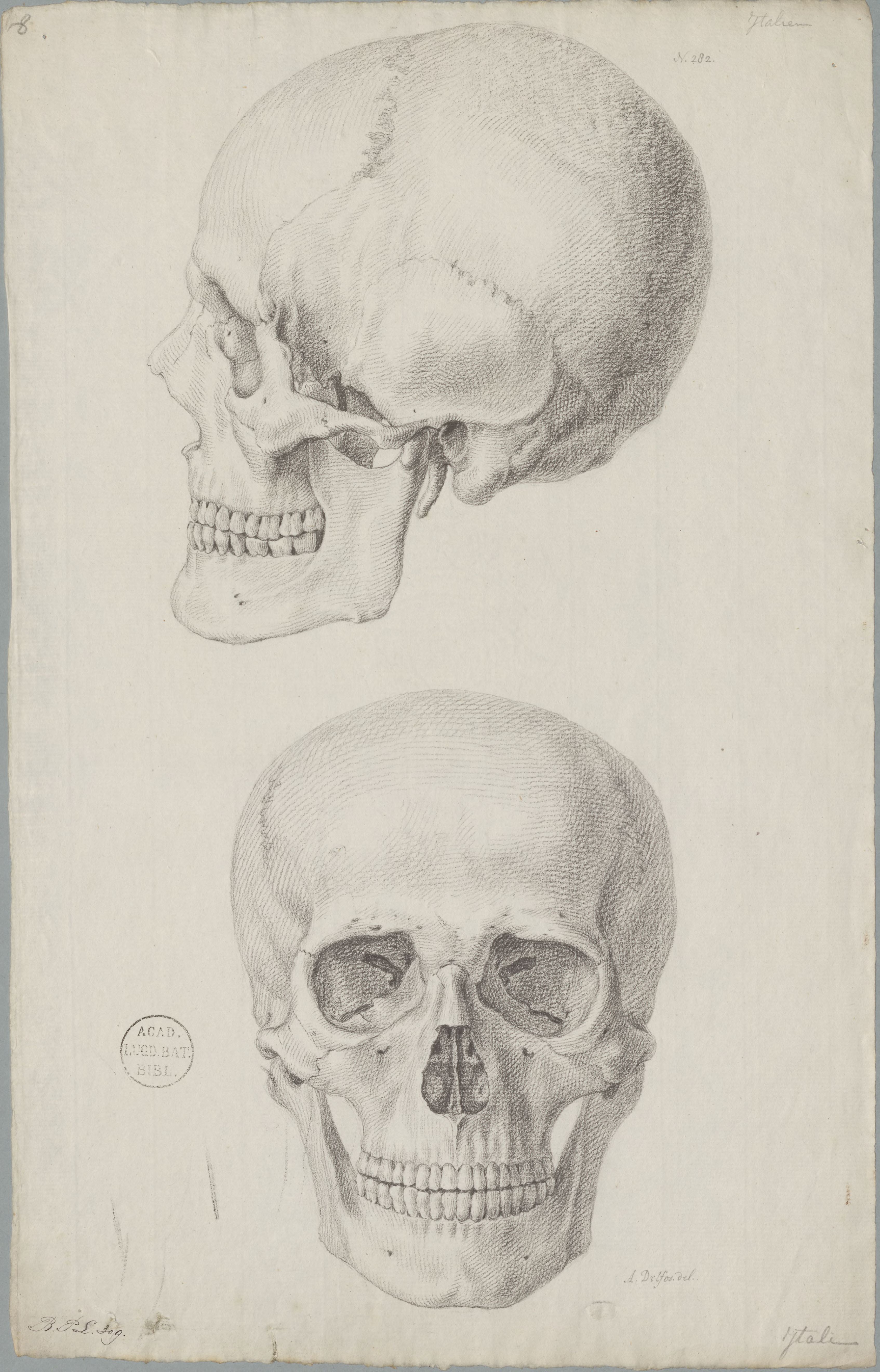 Specimens: skulls (Italians)