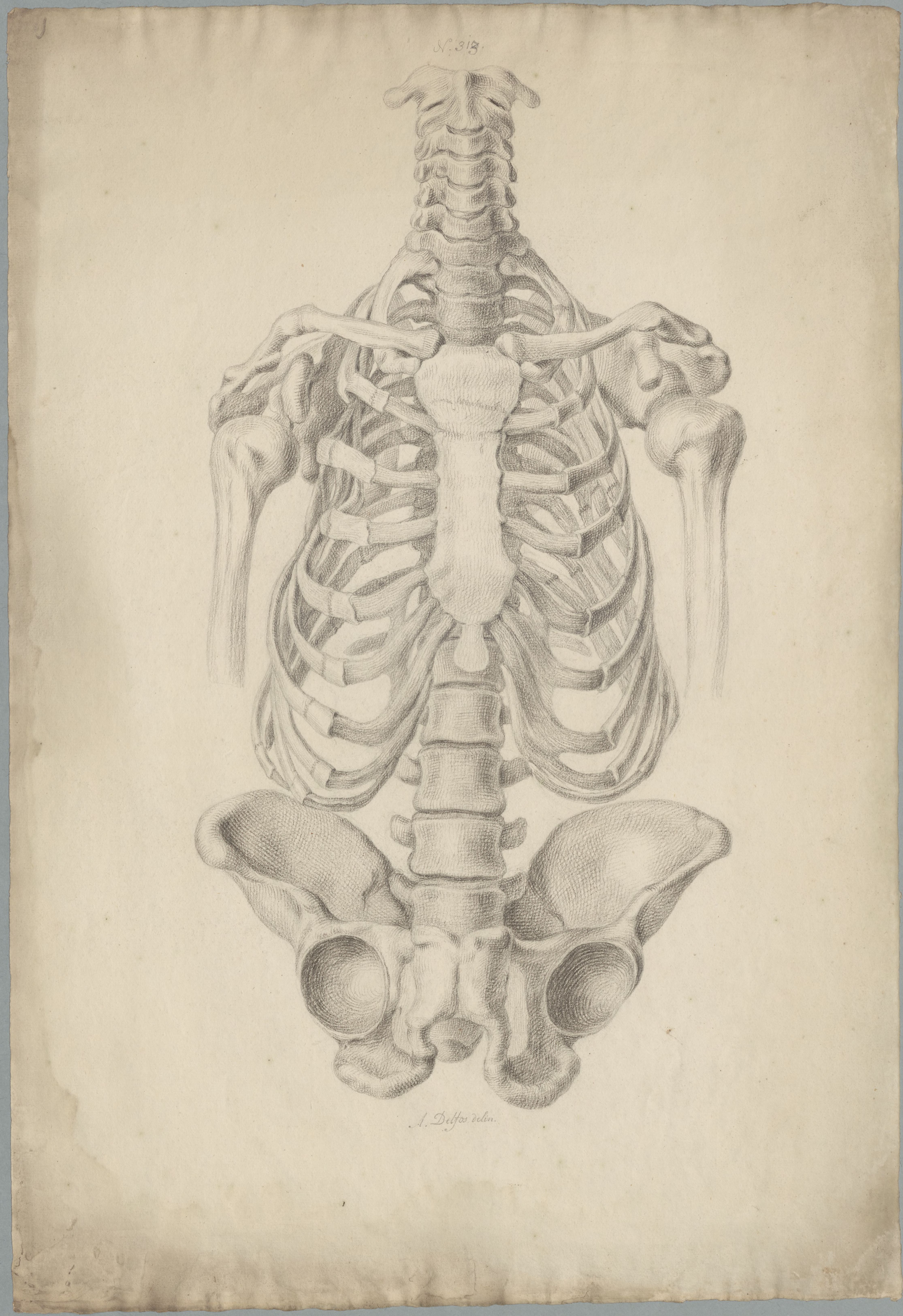 Specimens: female torso, skeleton, frontal view