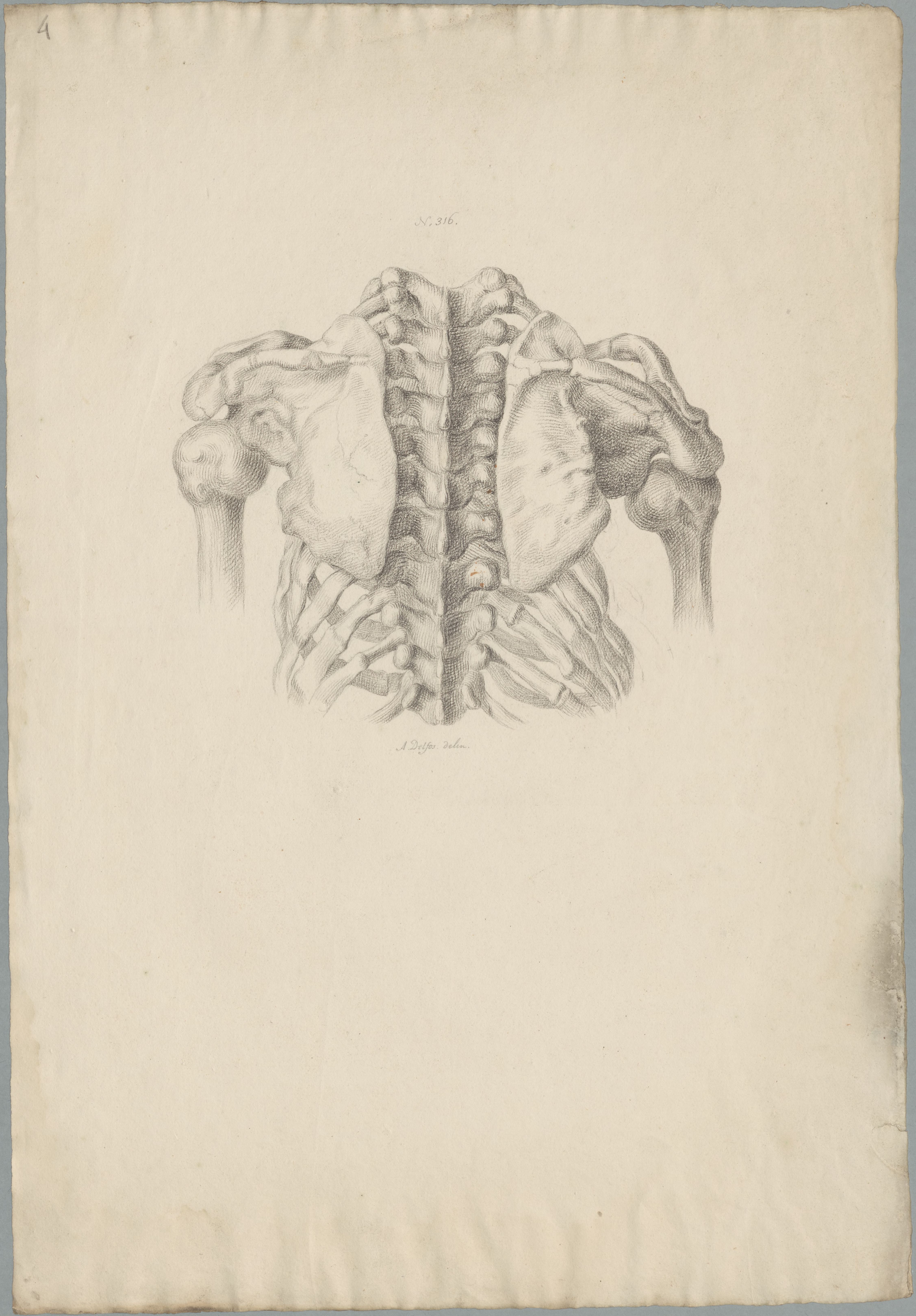 Specimens: female torso, skeleton, dorsal view