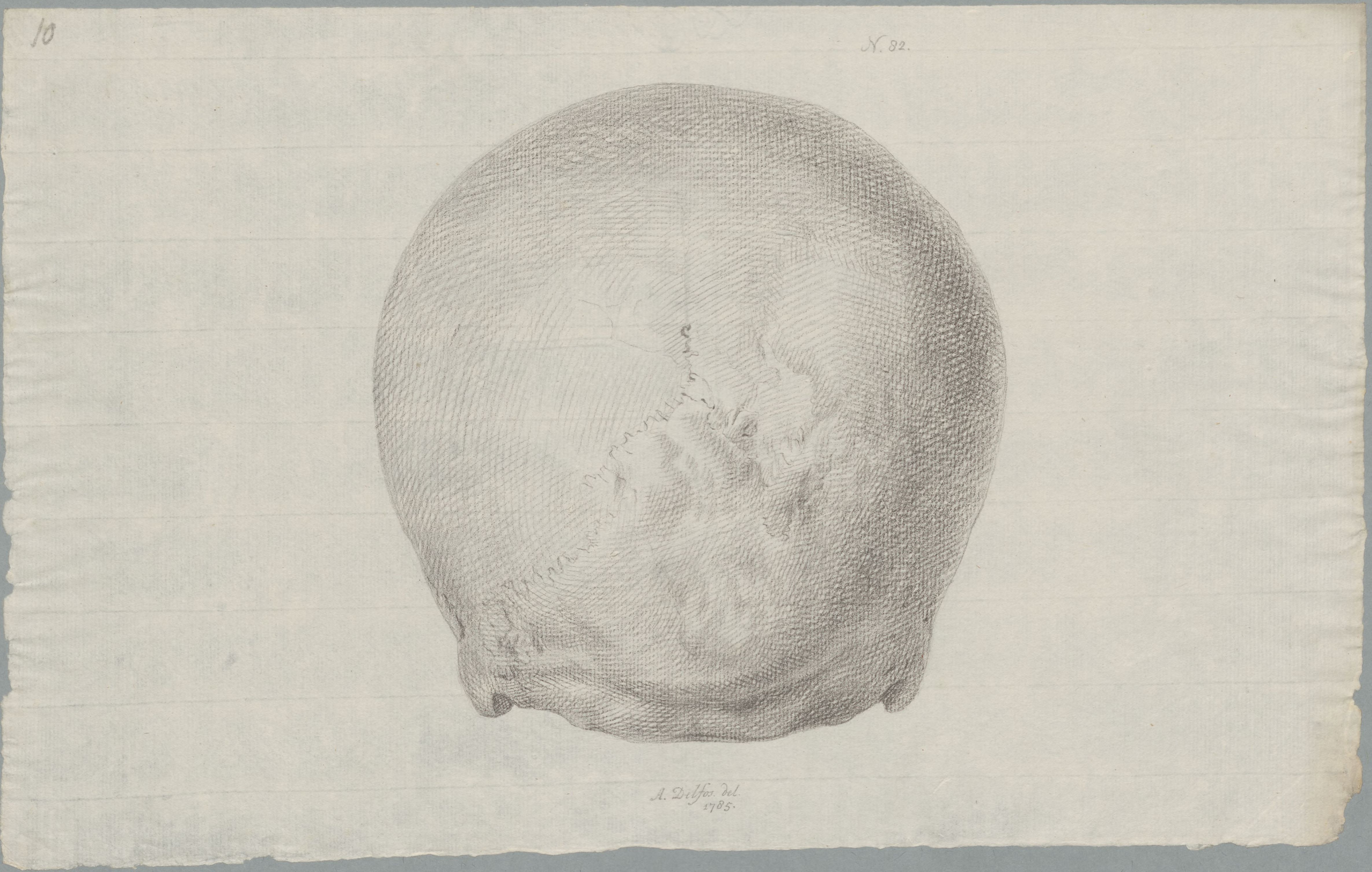 Specimens: large skull
