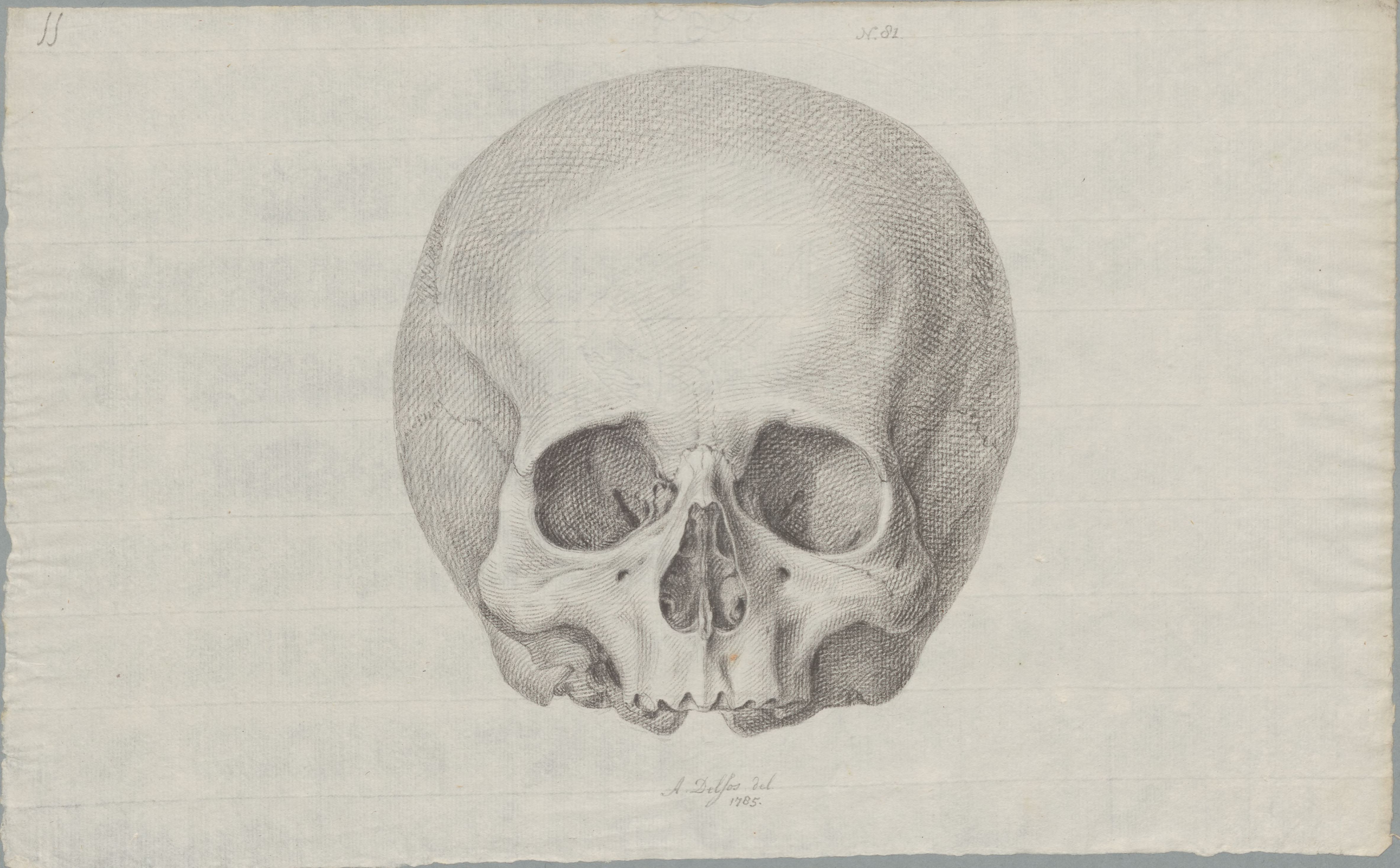 Specimens: large skull