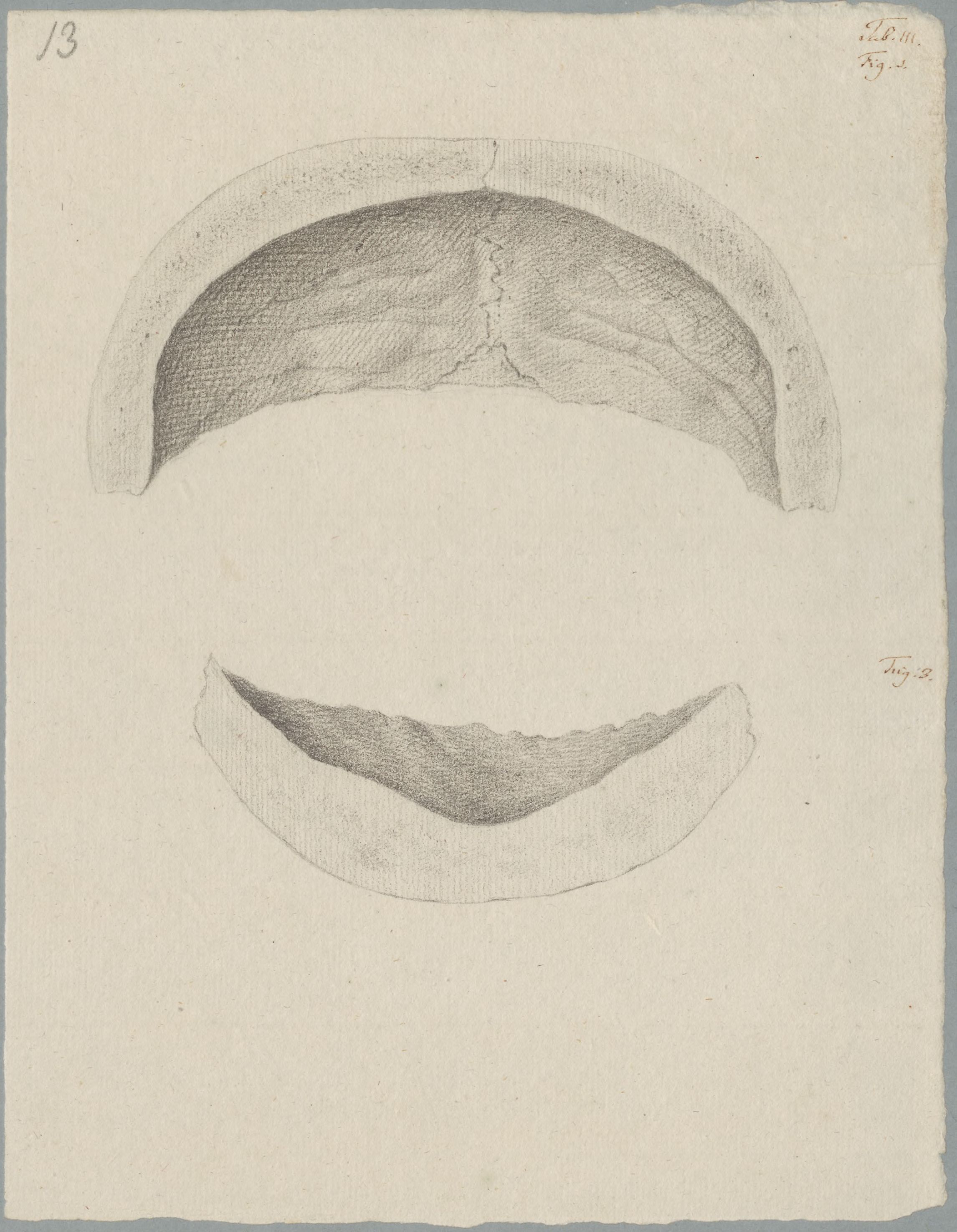 Specimens: skull