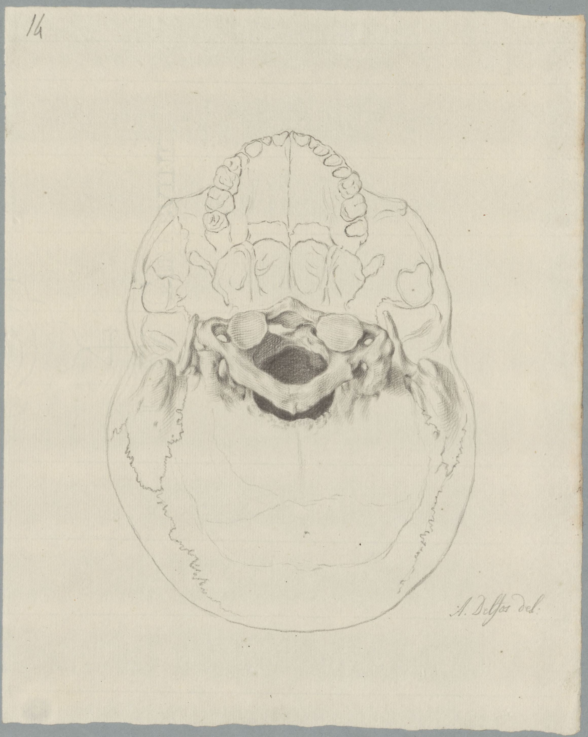 Specimens: skull