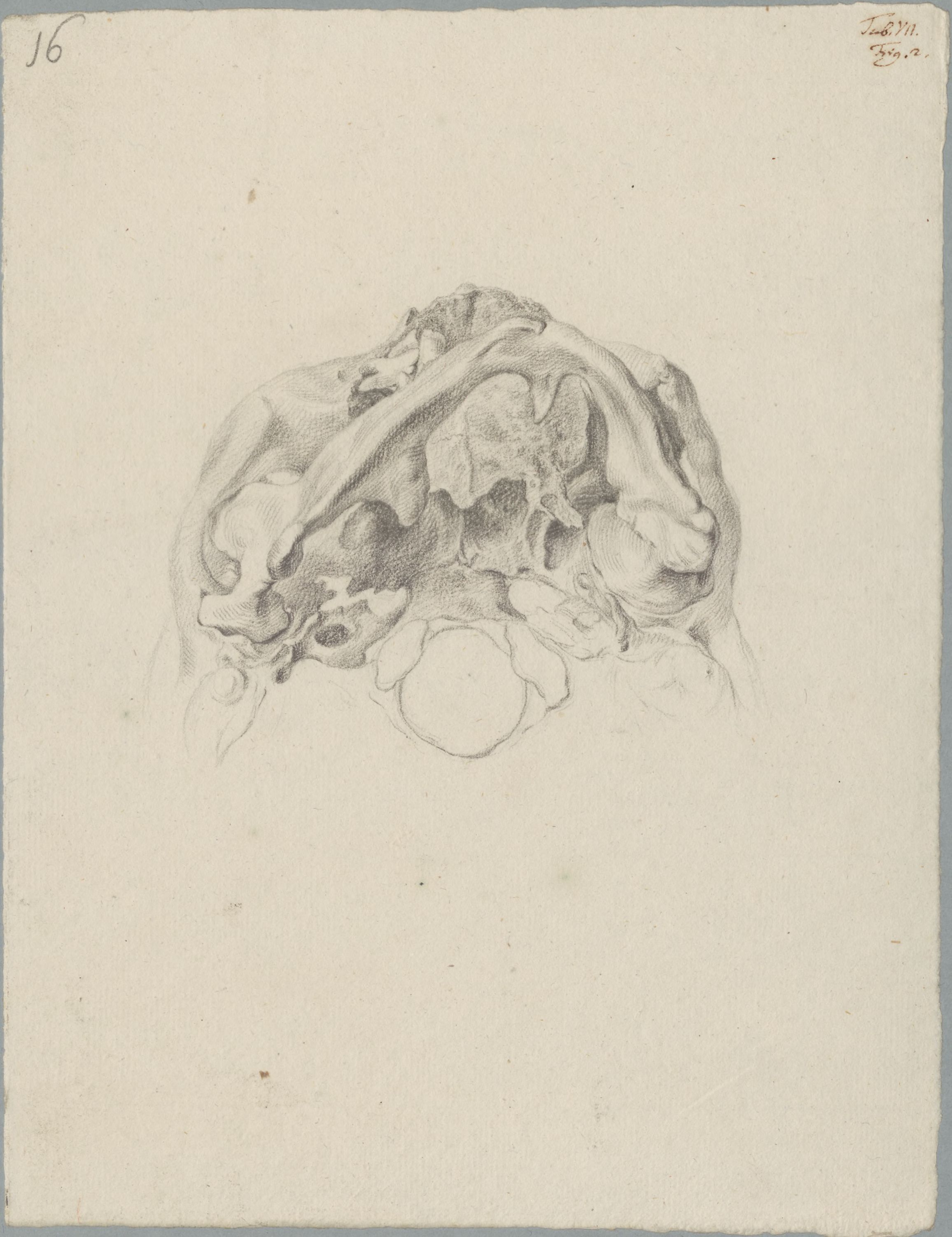 Specimens: deformed jaw