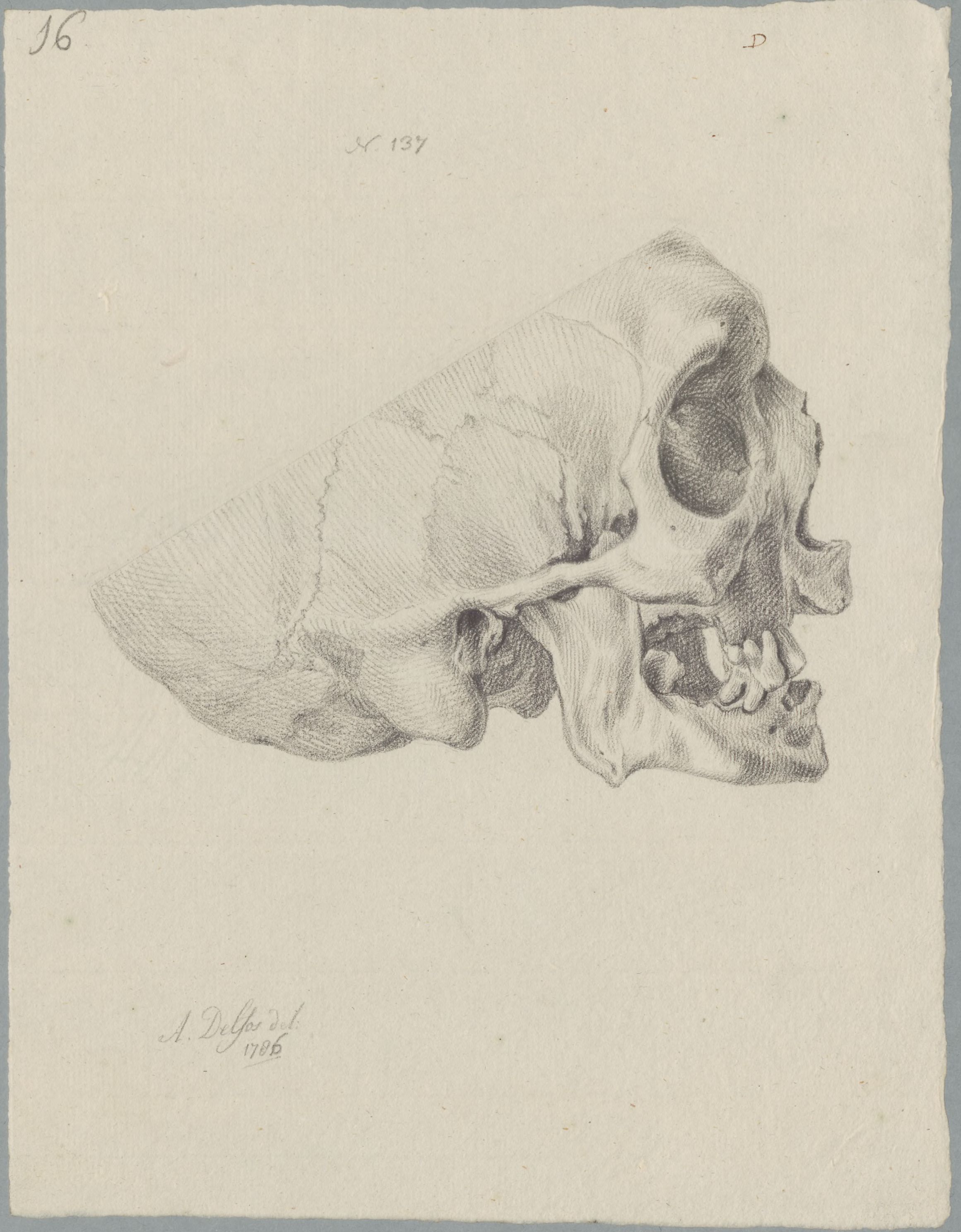 Specimens: deformed jaw