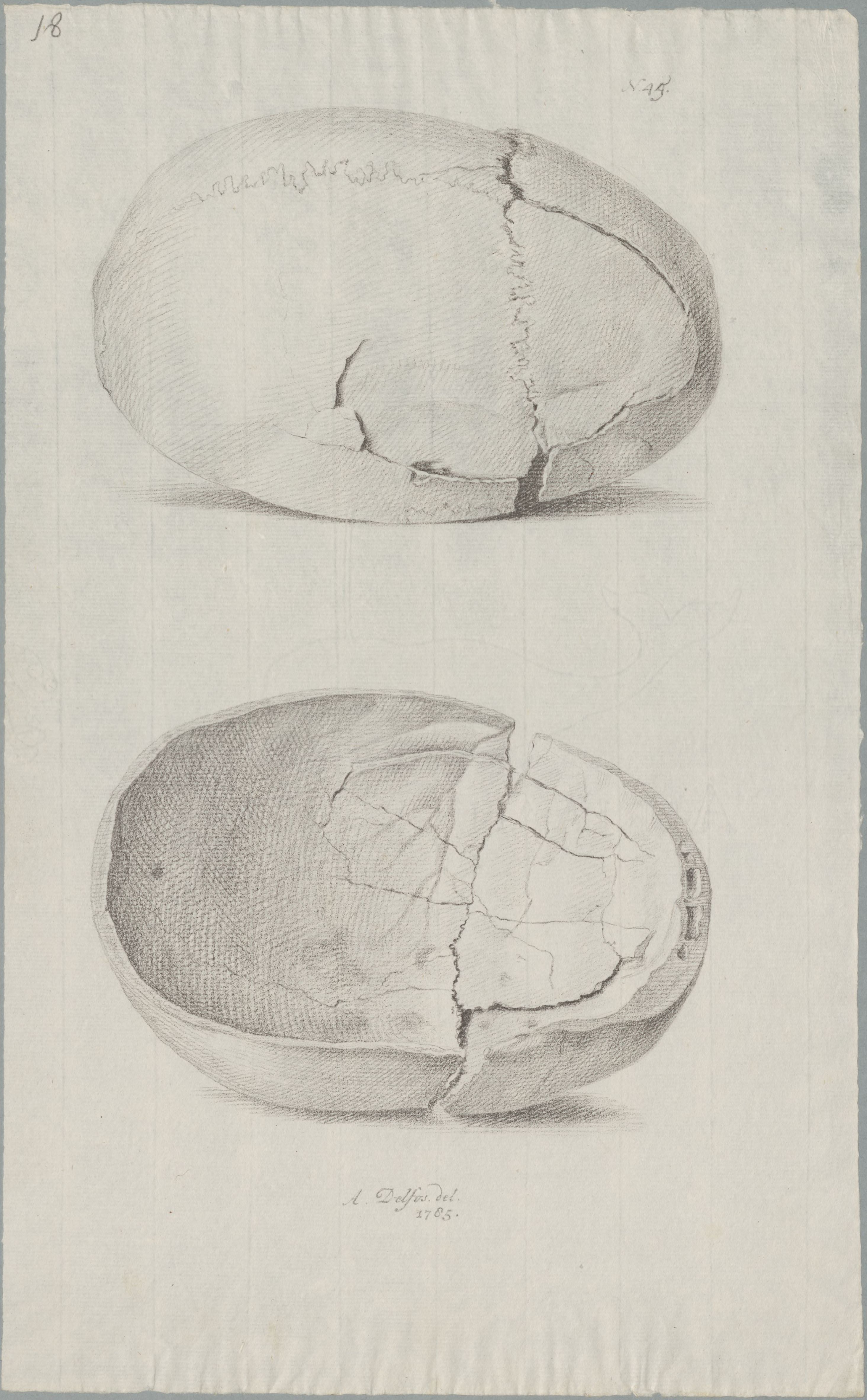 Specimens: skull