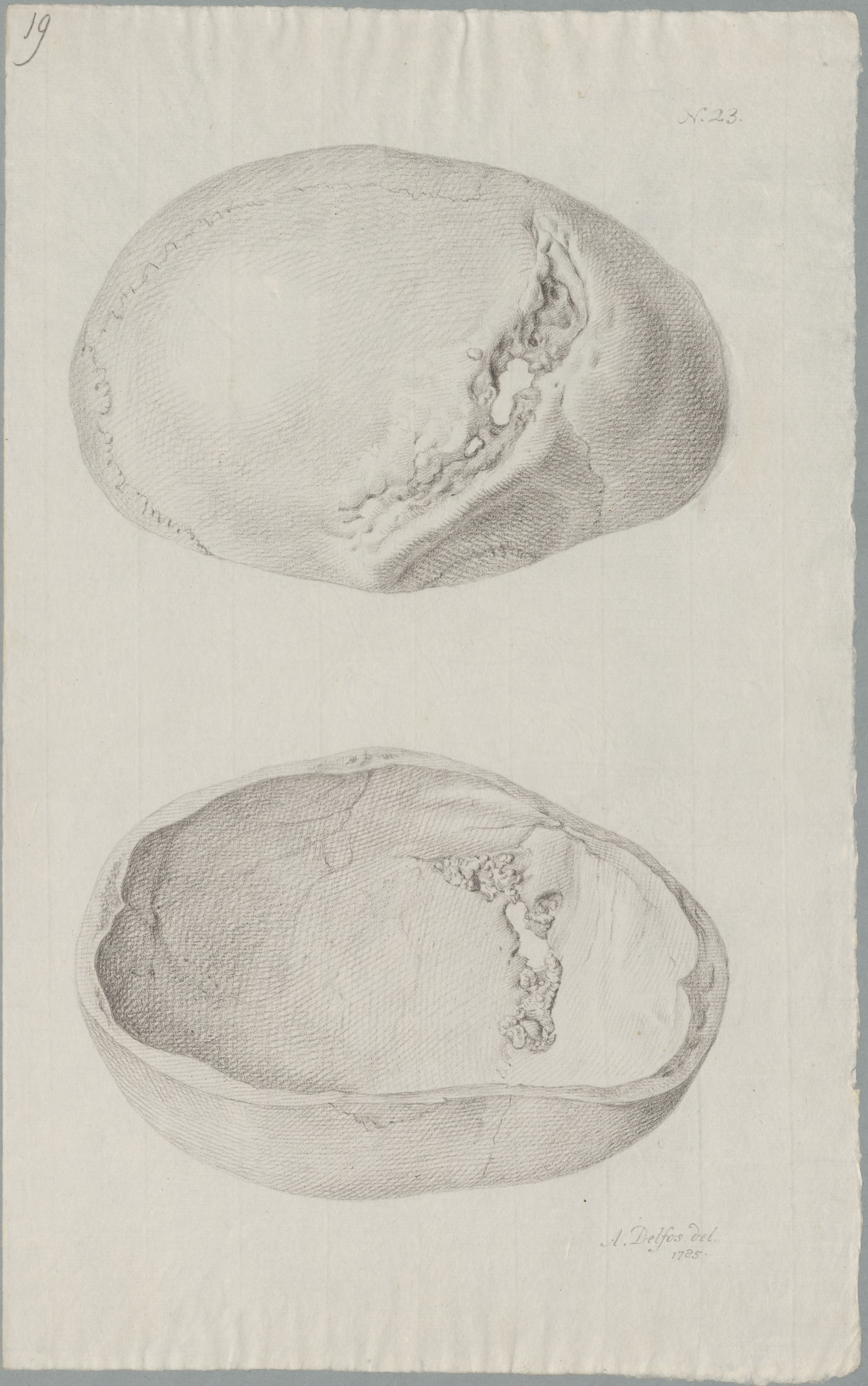 Specimens: skull with head wound
