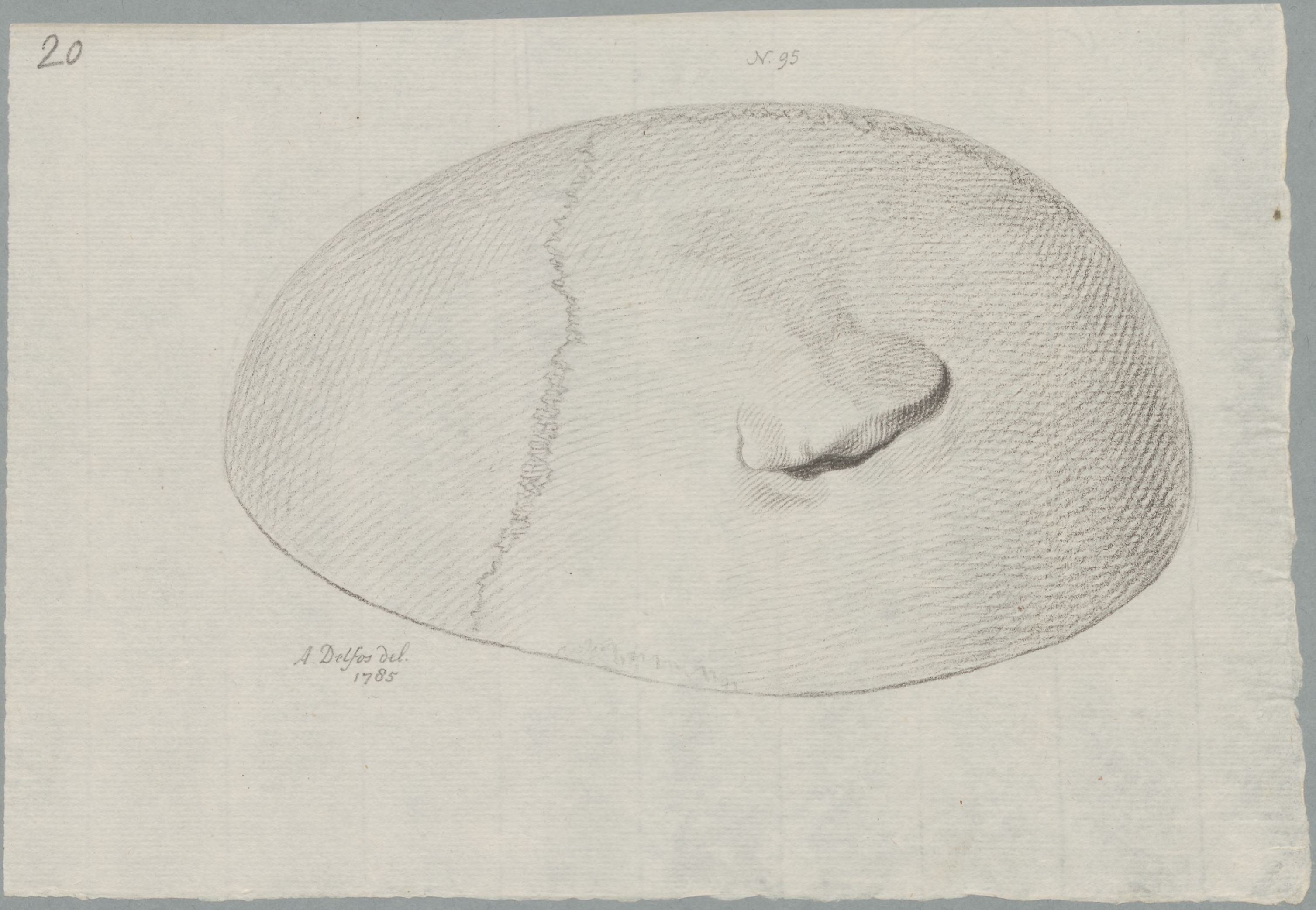 Specimens: skull with head wound