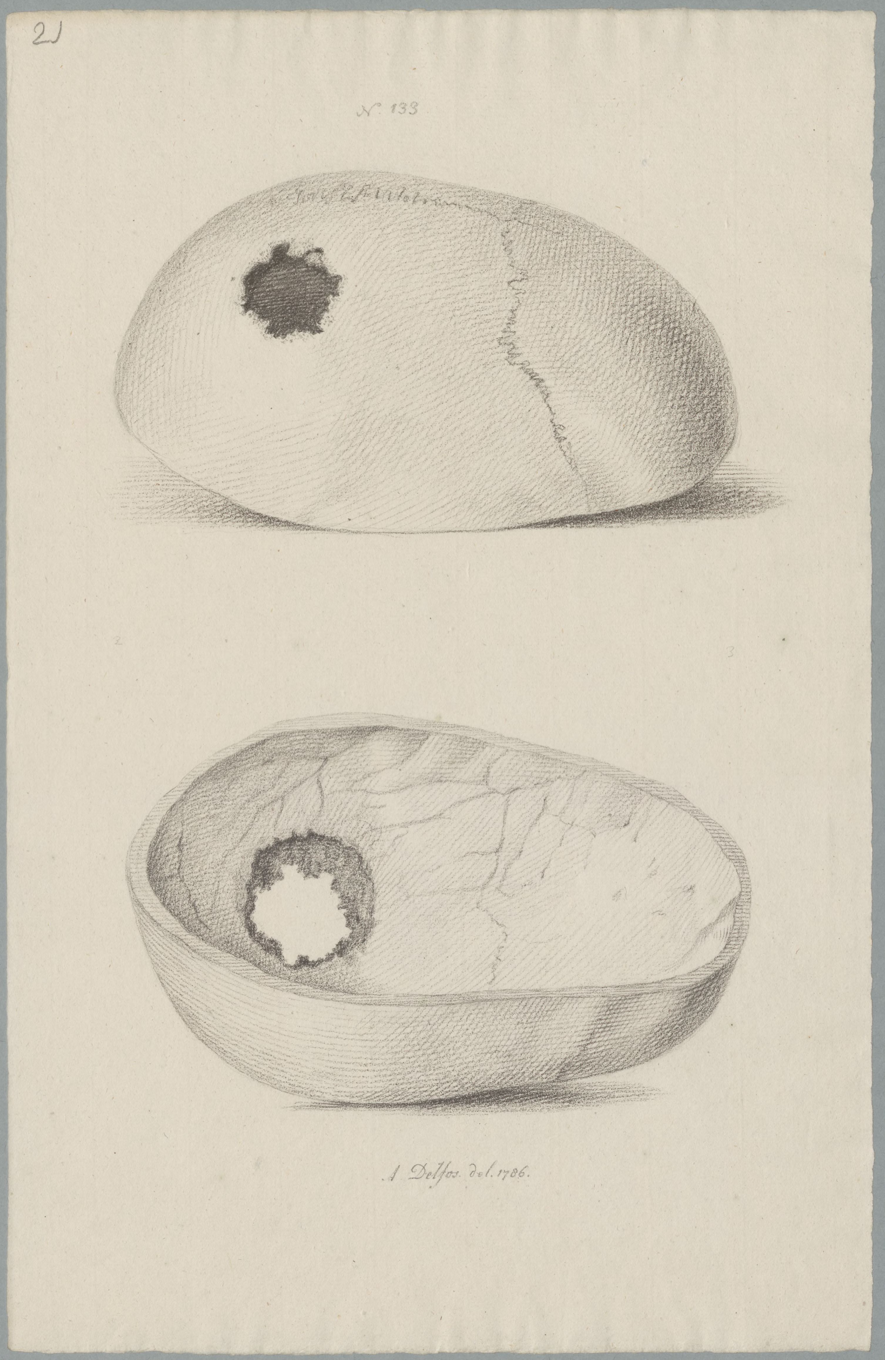 Specimens: skull with head wound