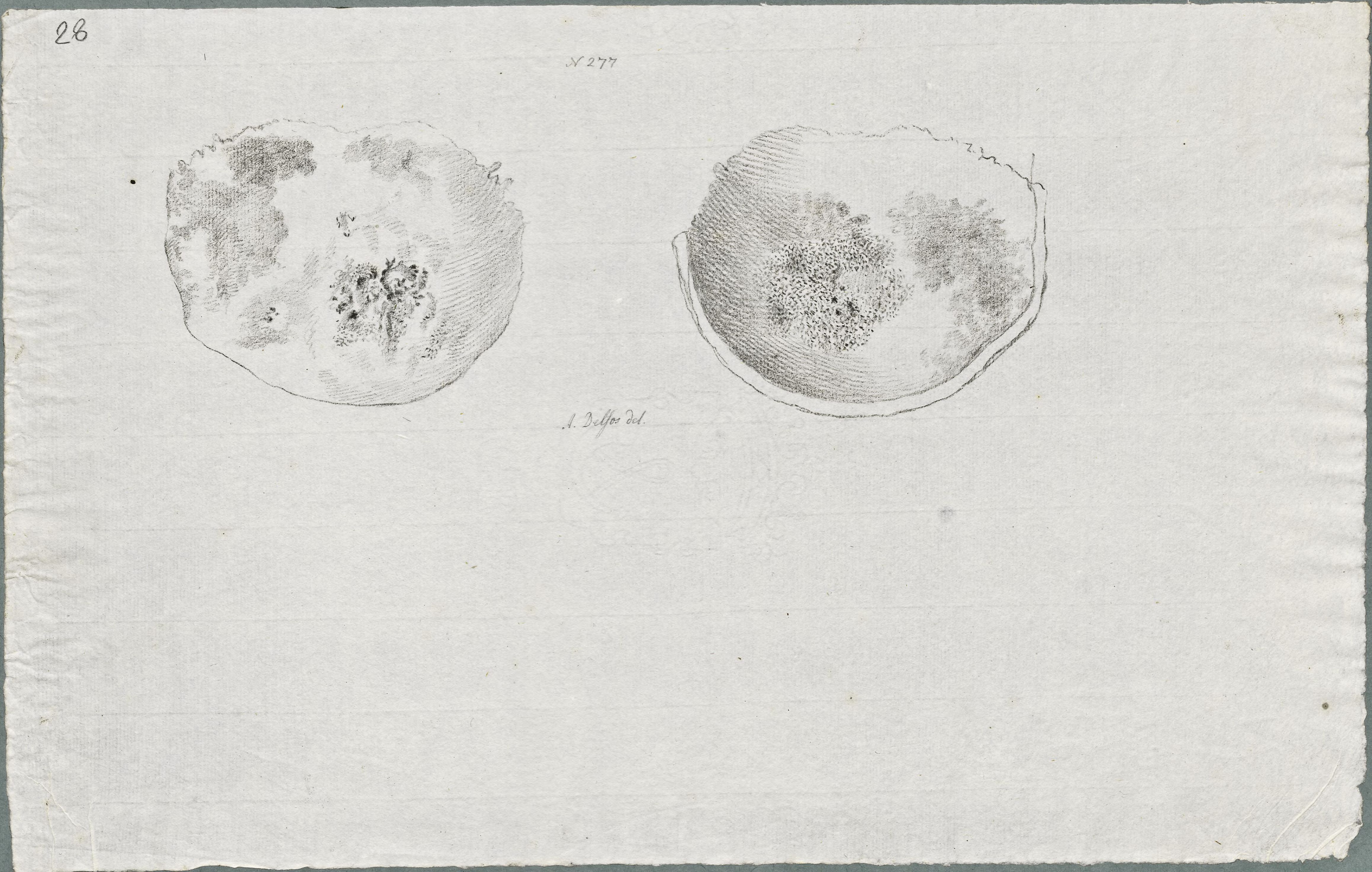 Specimens: skull, syphilis