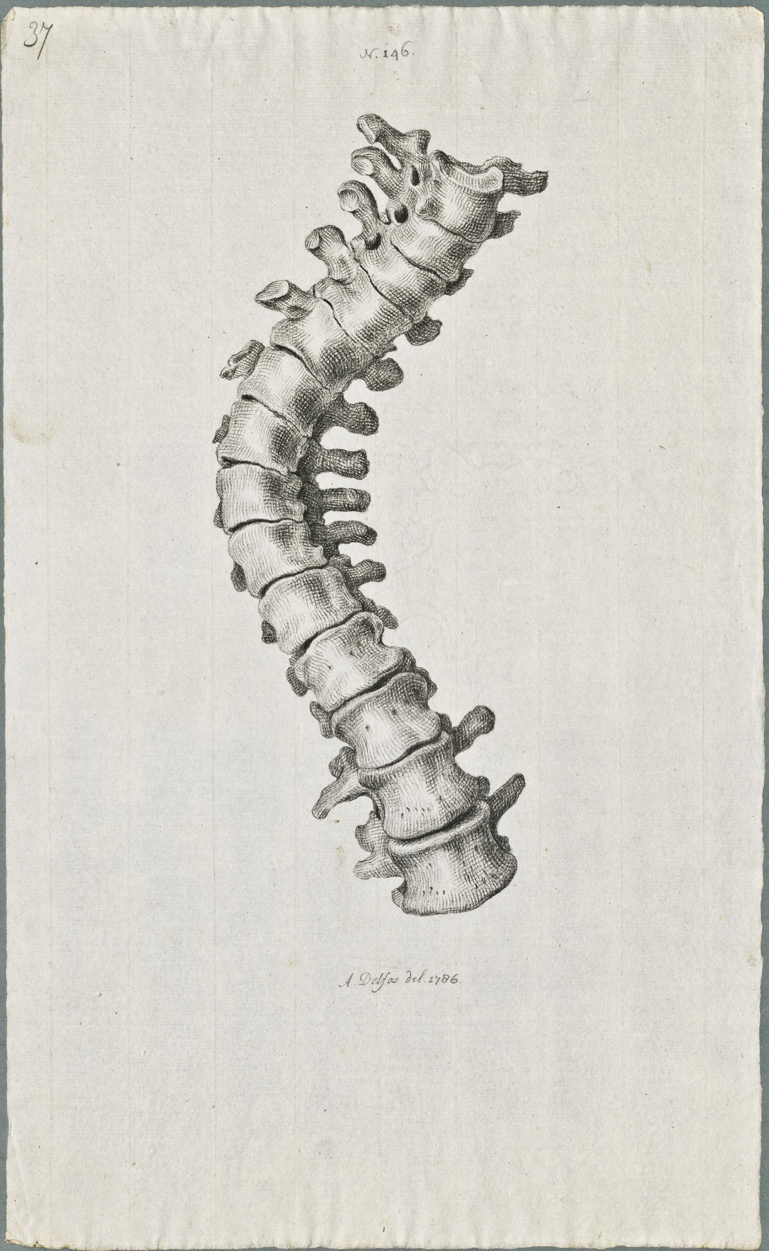 Specimens: dorsal vertebra