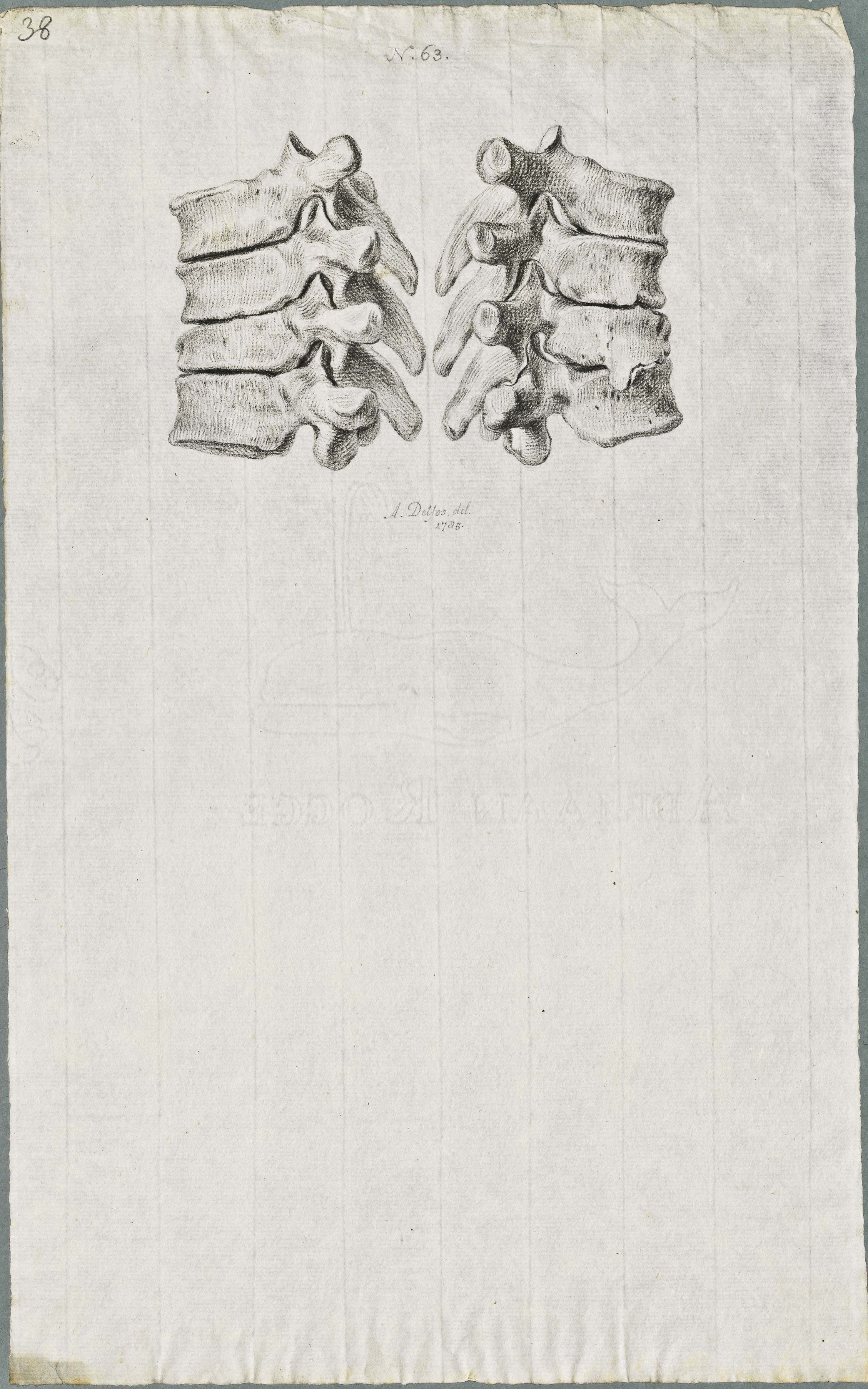 Specimens: dorsal vertebra