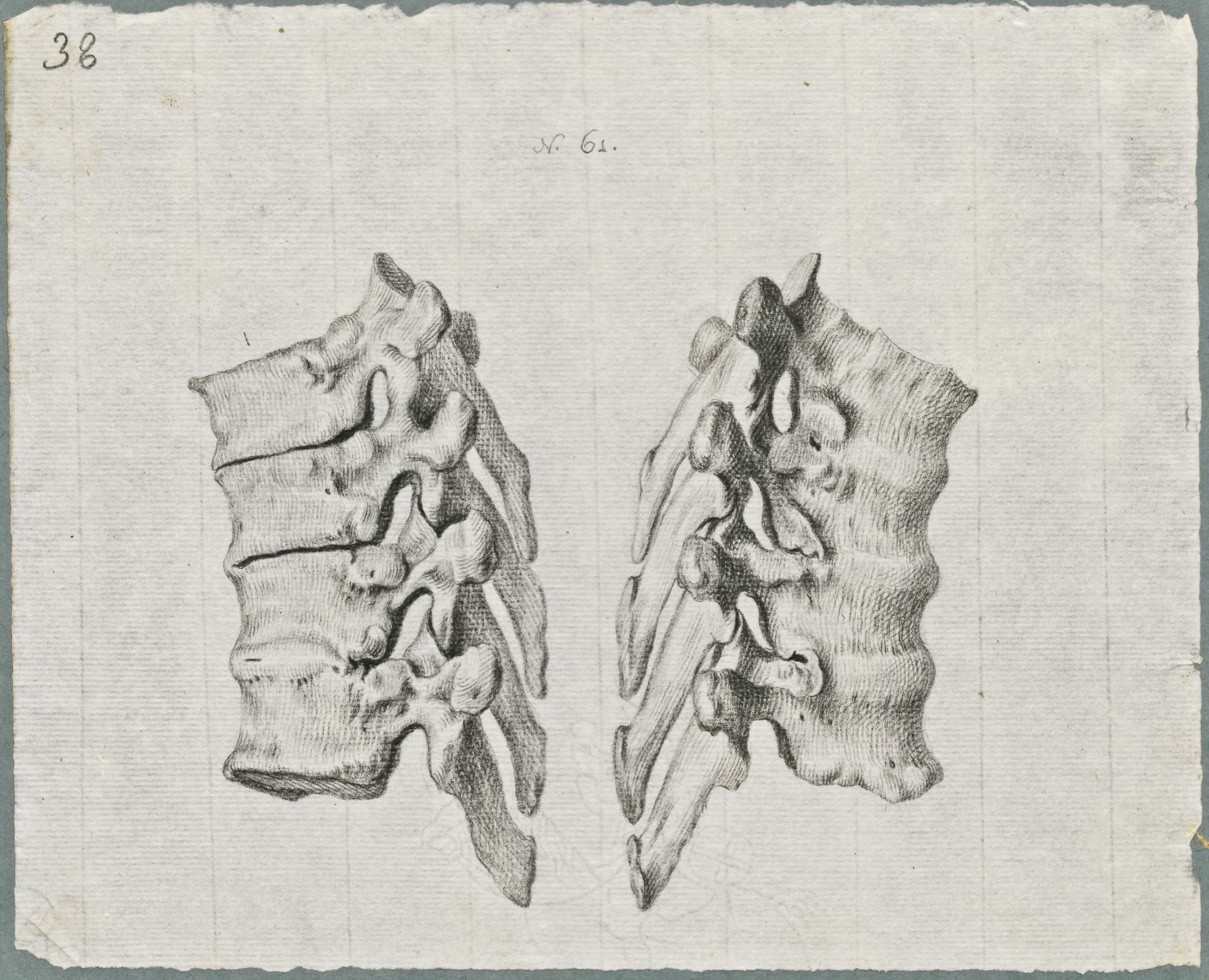 Specimens: dorsal vertebra