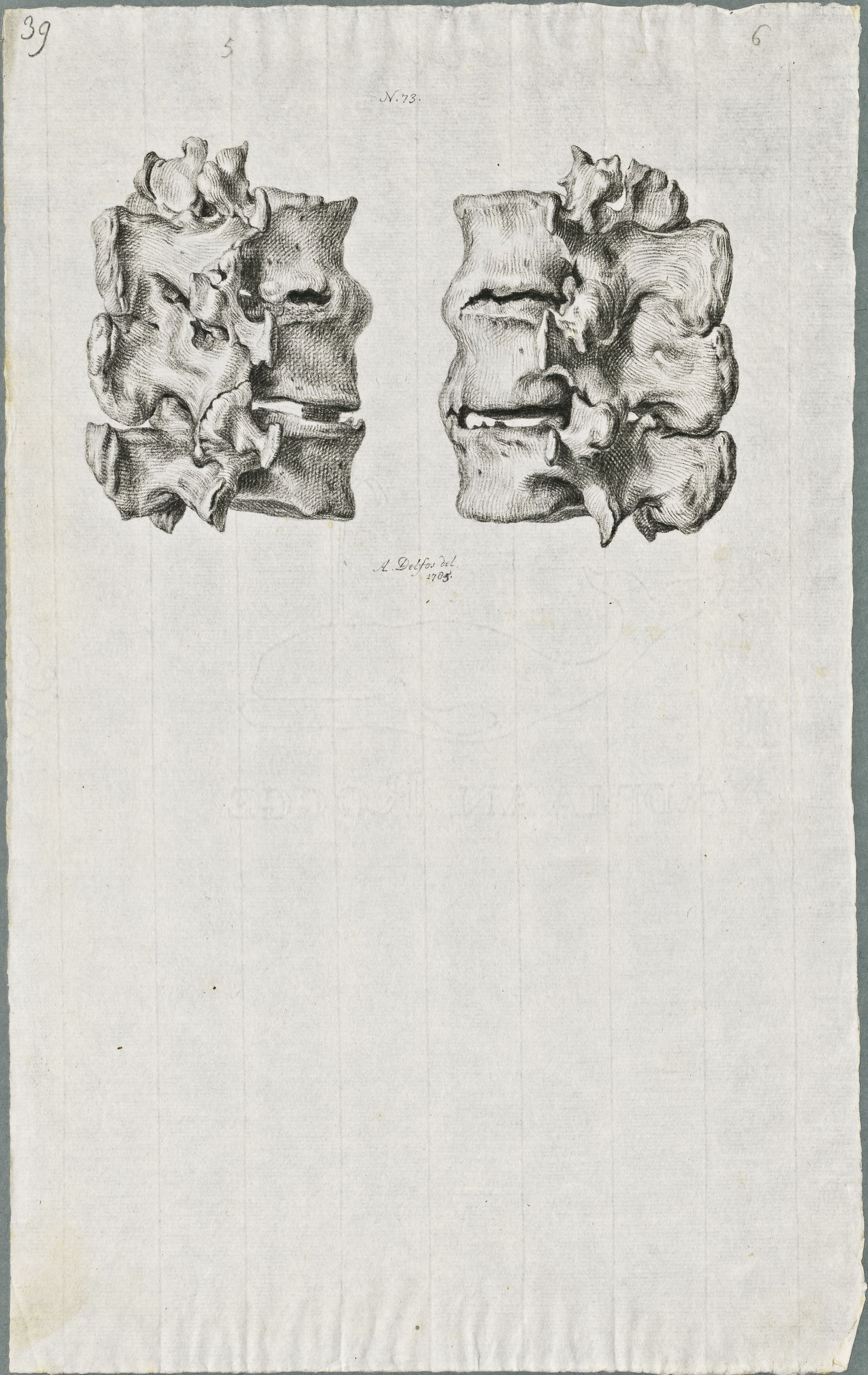 Specimens: dorsal vertebra