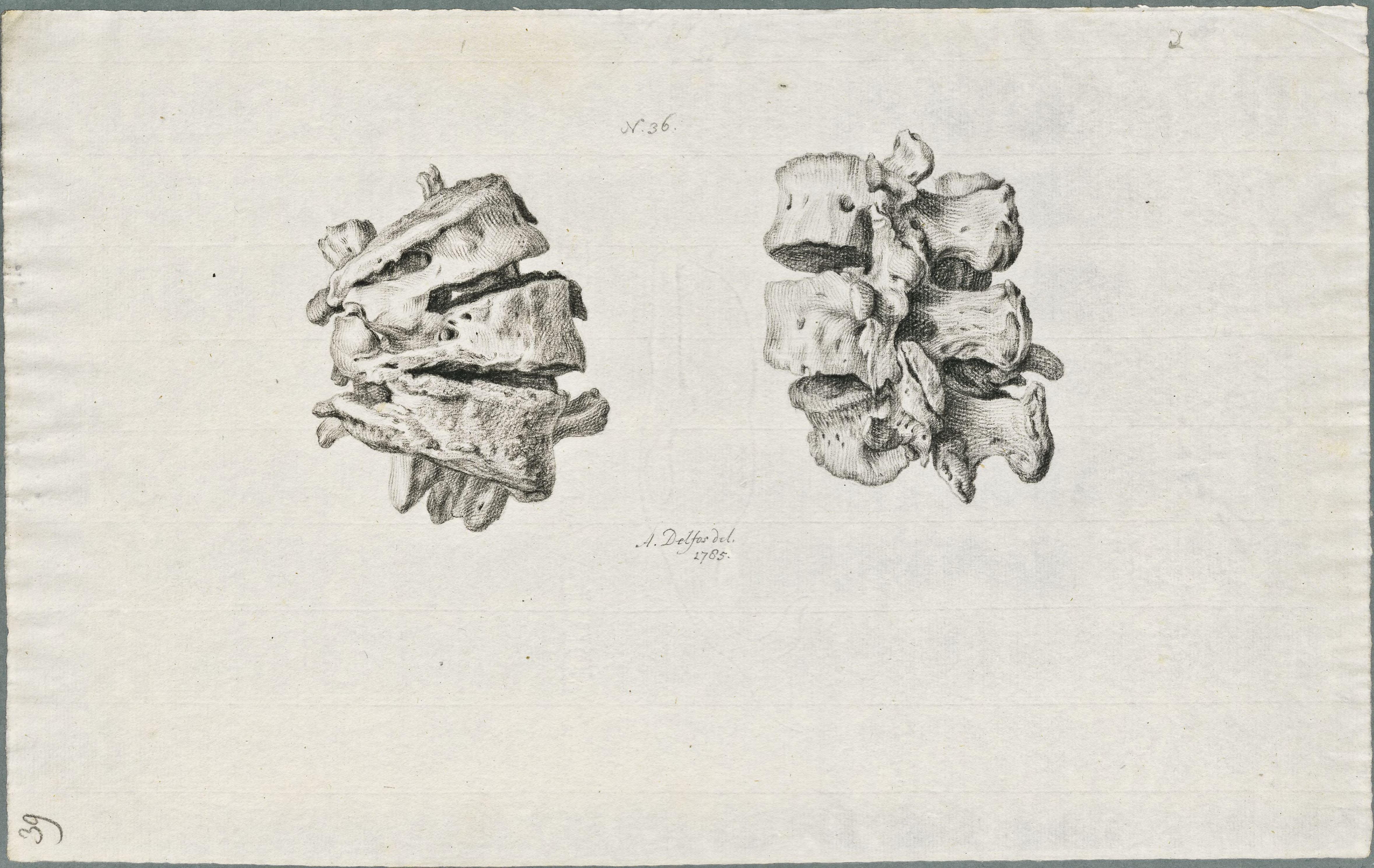 Specimens: dorsal vertebra