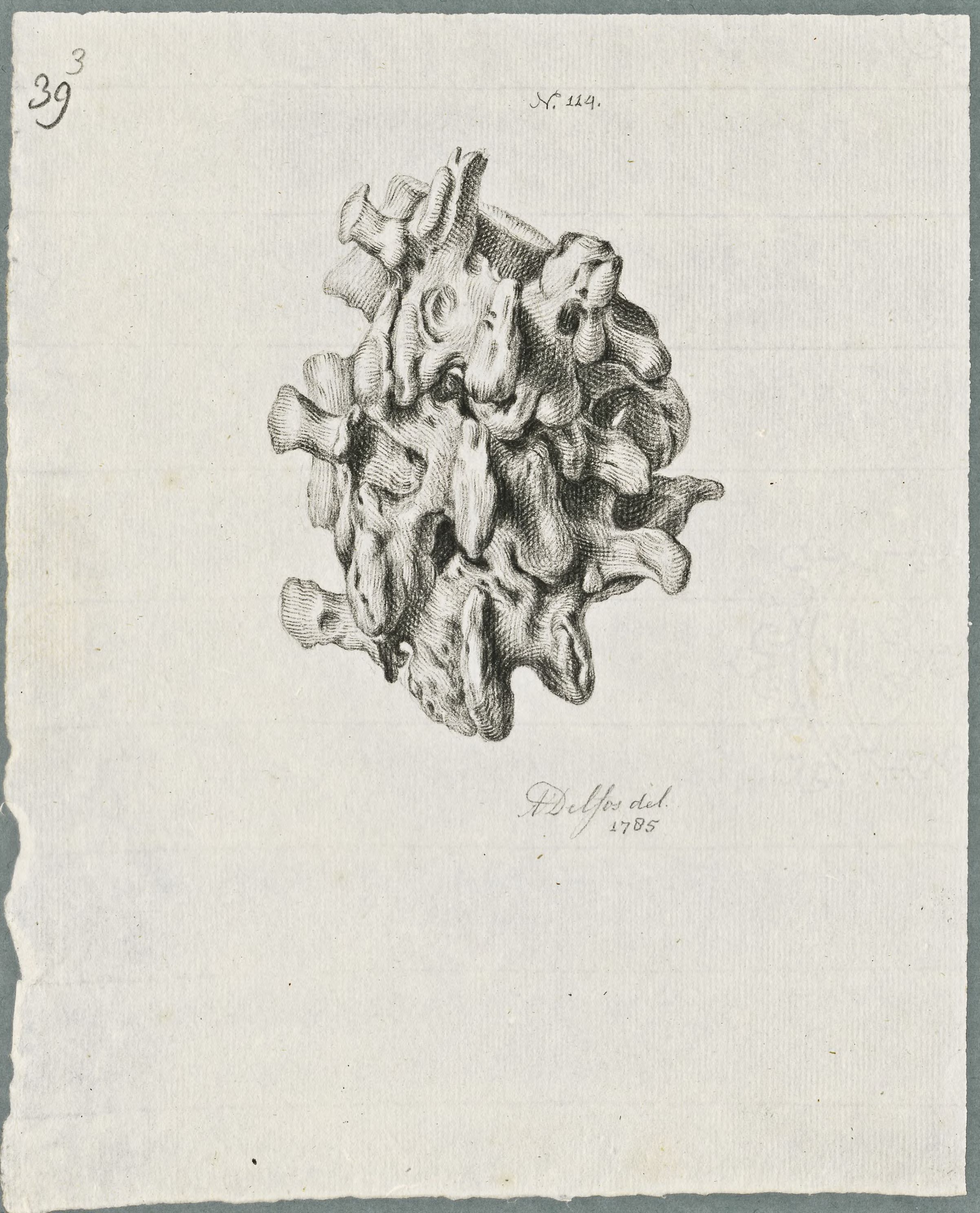 Specimens: dorsal vertebra