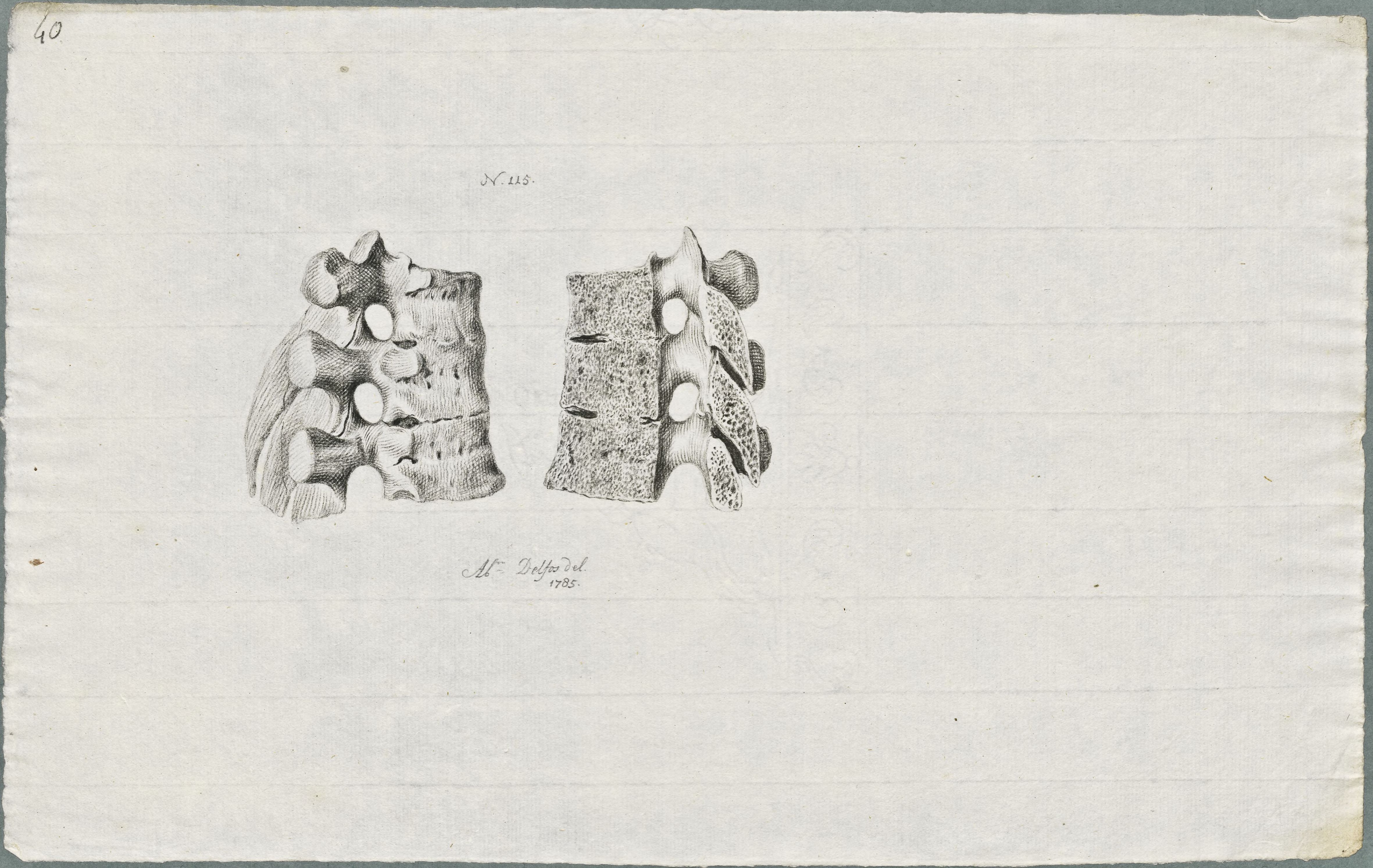 Specimens: dorsal vertebra