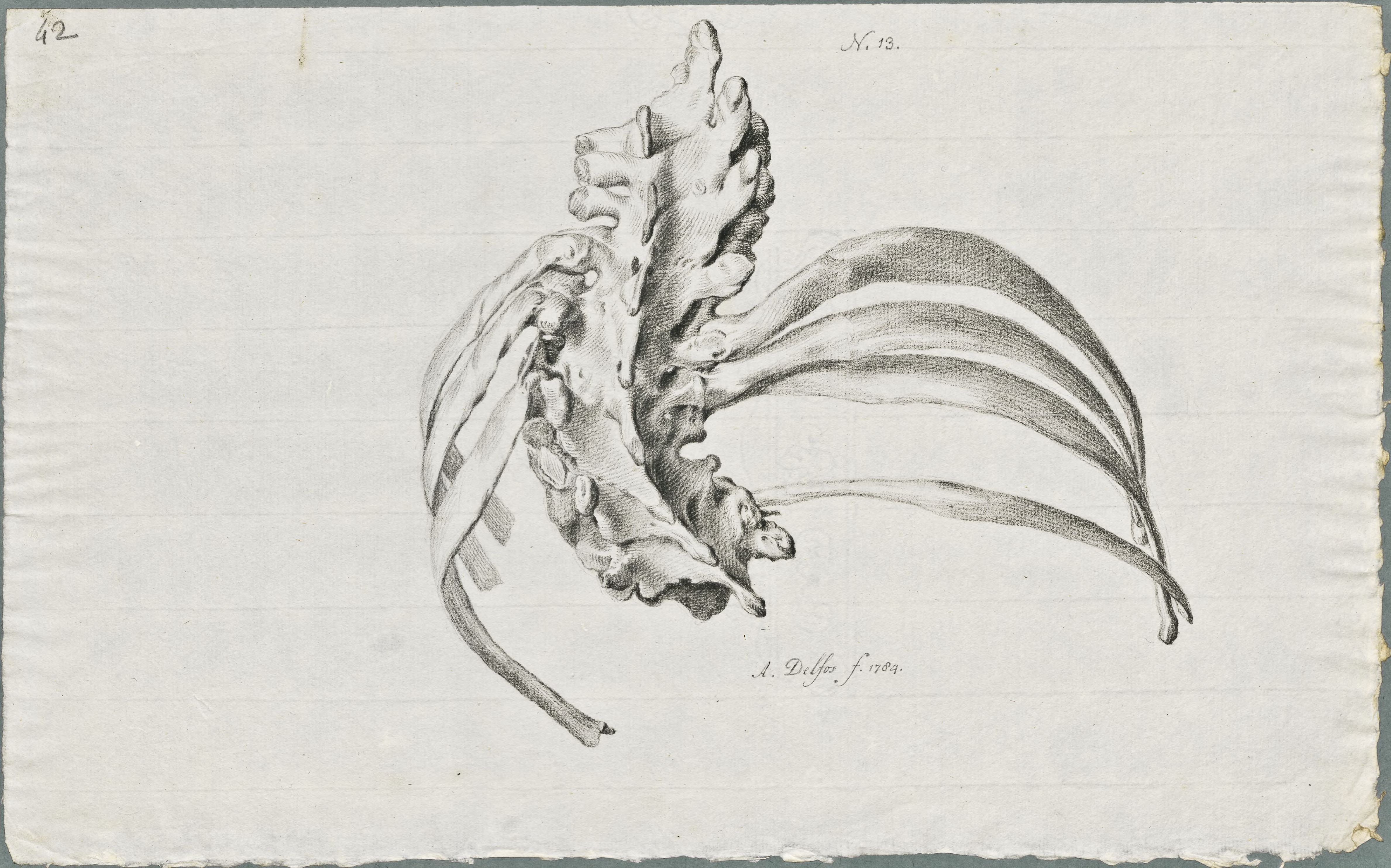 Specimens: dorsal vertebra