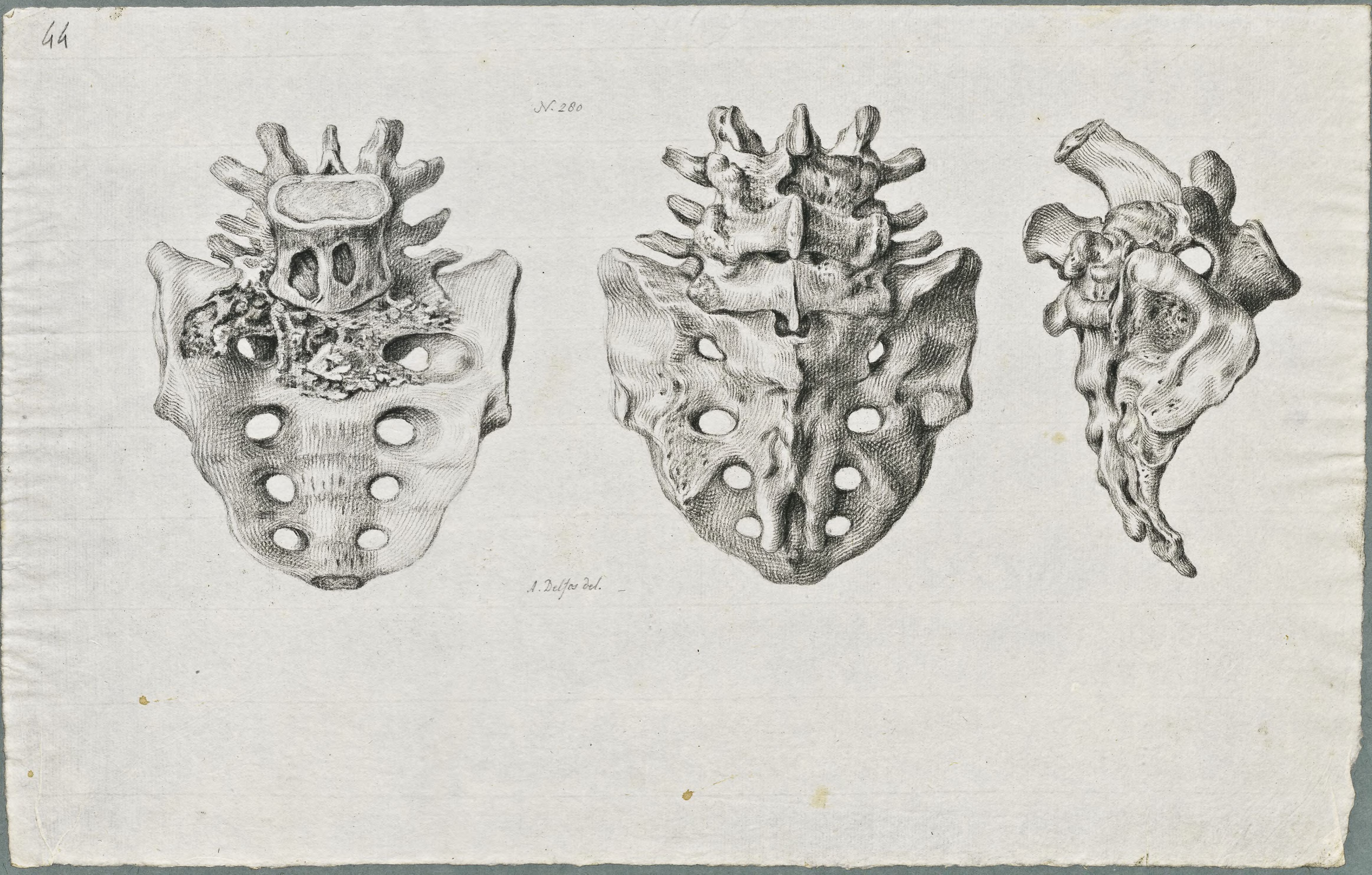 Specimens: dorsal vertebra