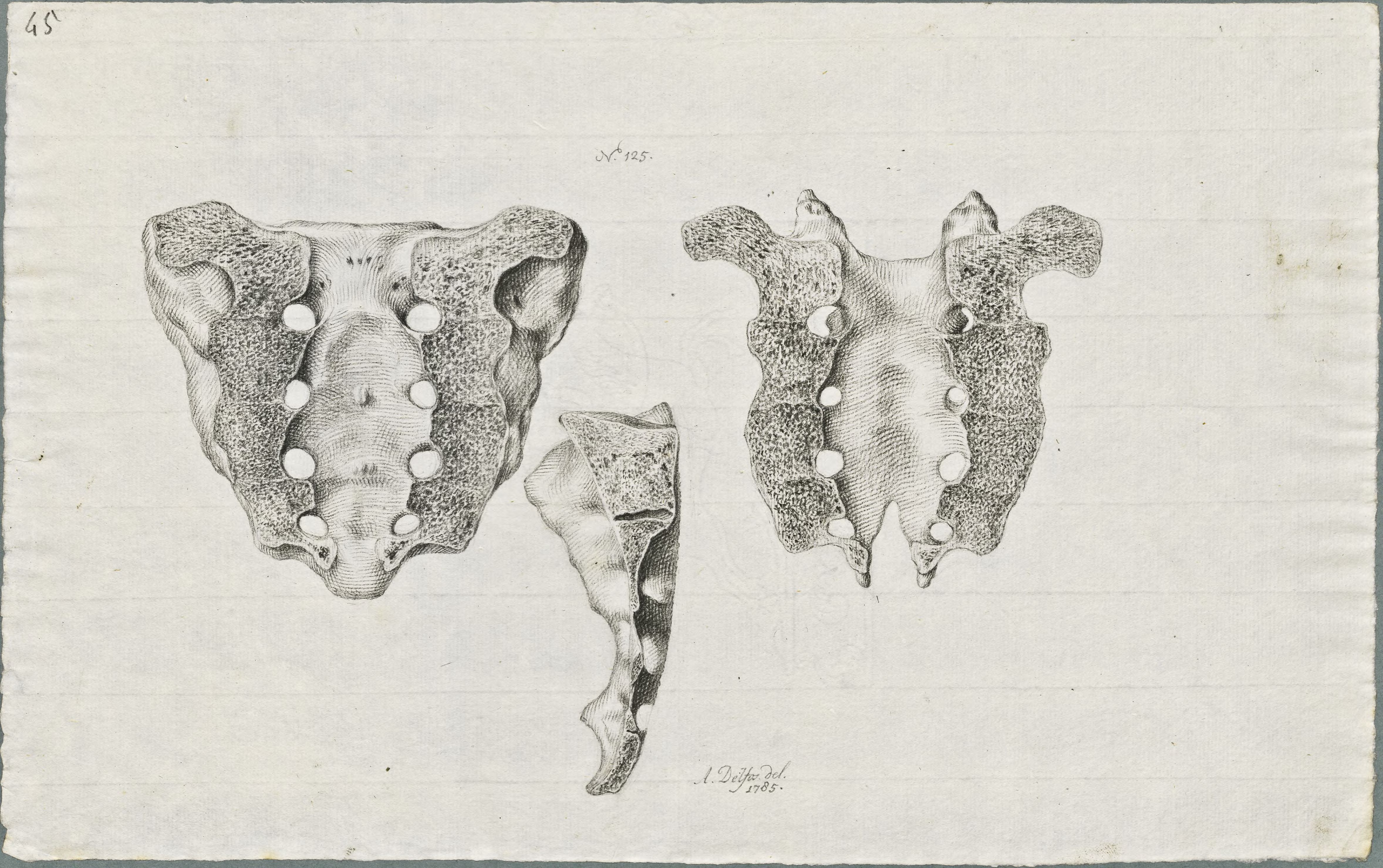 Specimens: dorsal vertebra