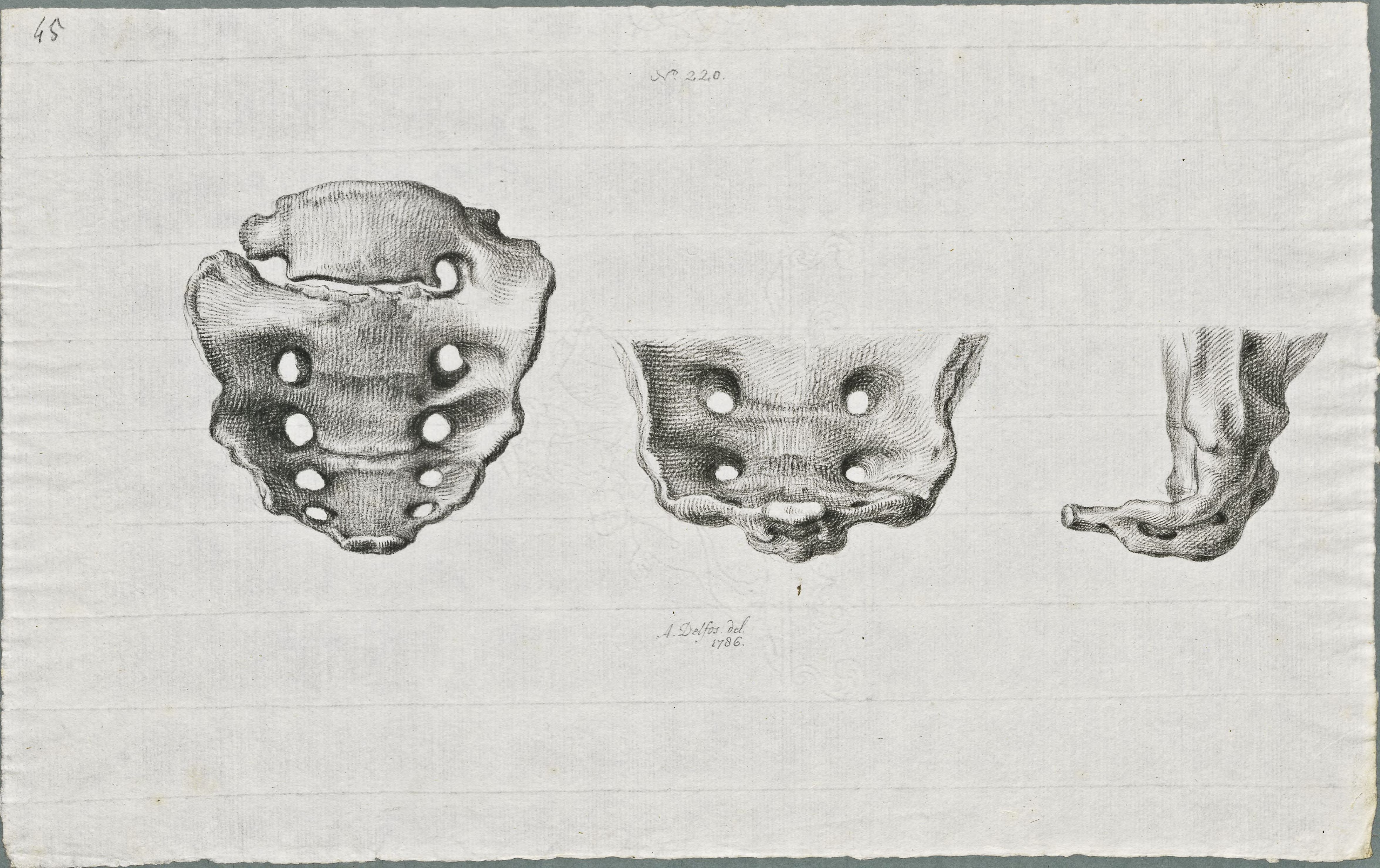 Specimens: dorsal vertebra