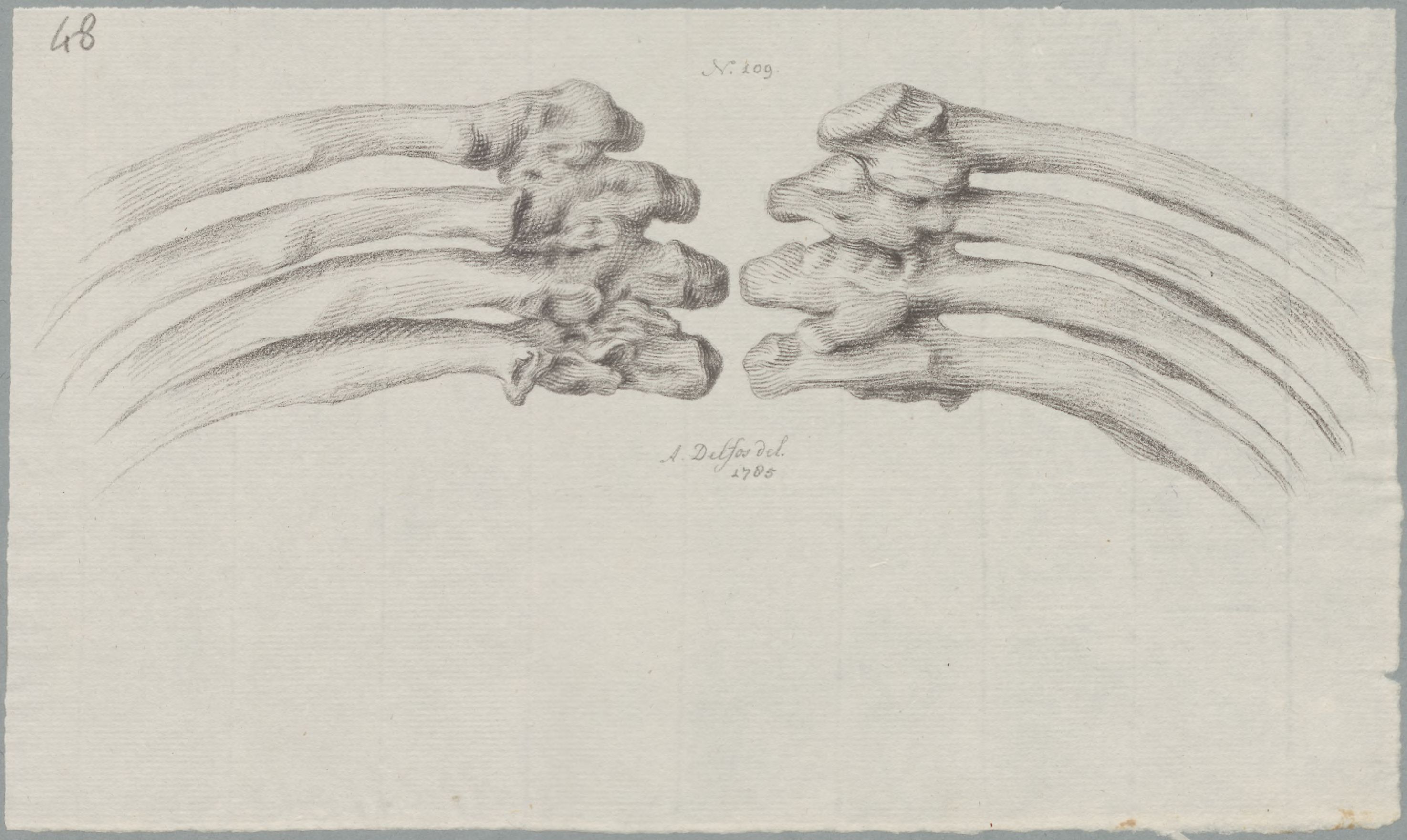 Specimens: ribs