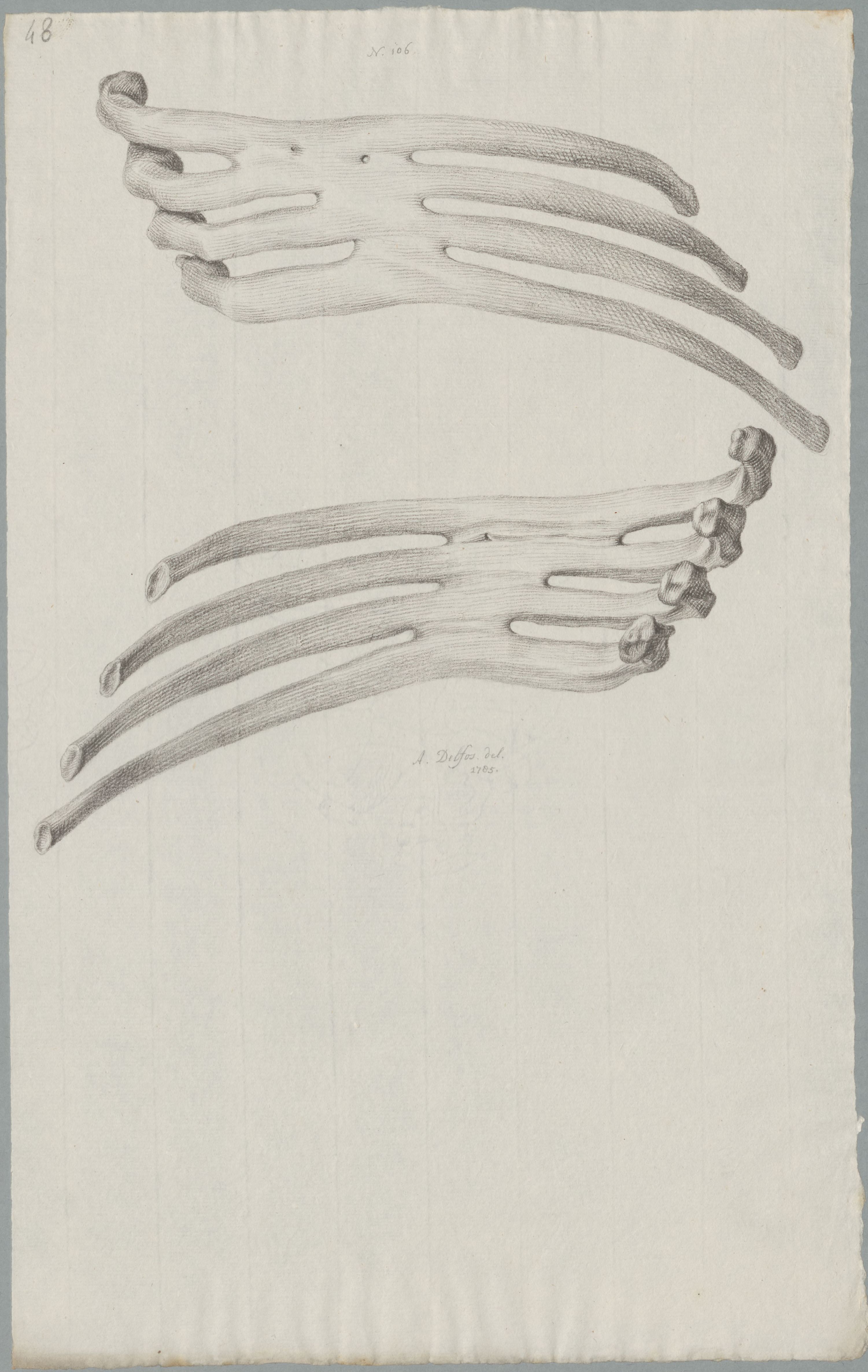 Specimens: ribs