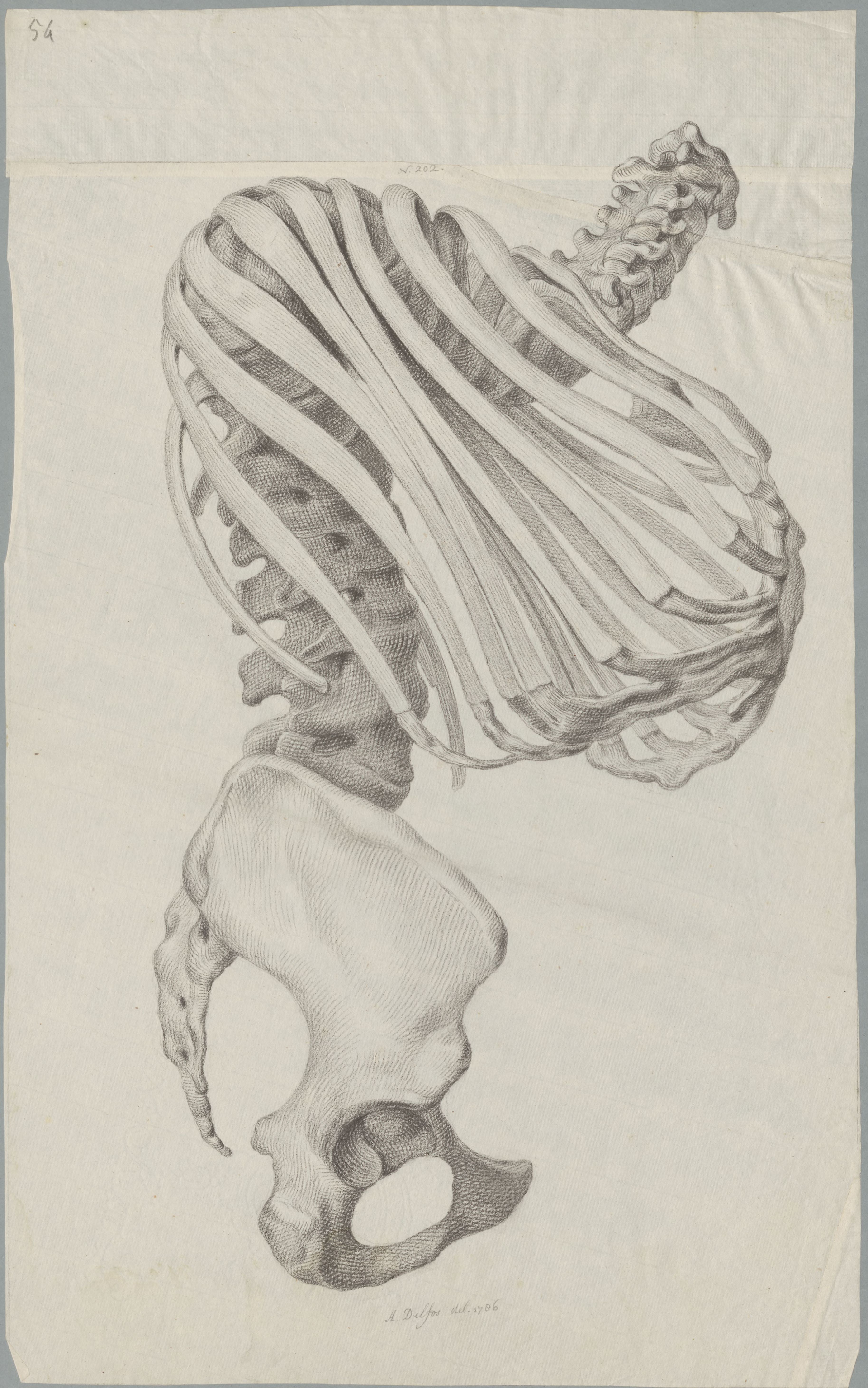 Specimens: torso, skeleton