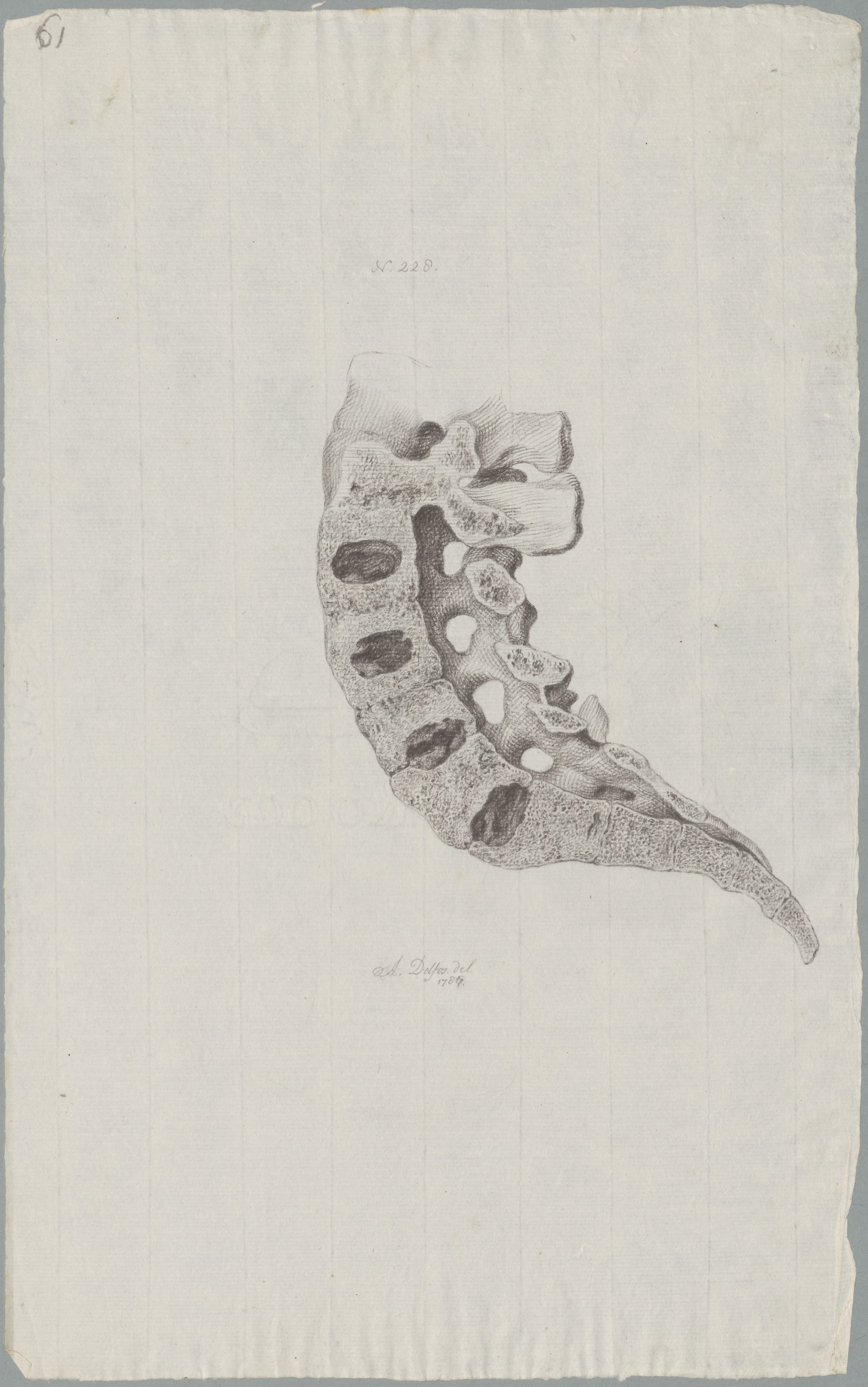 Specimens: vertebra, sacrum
