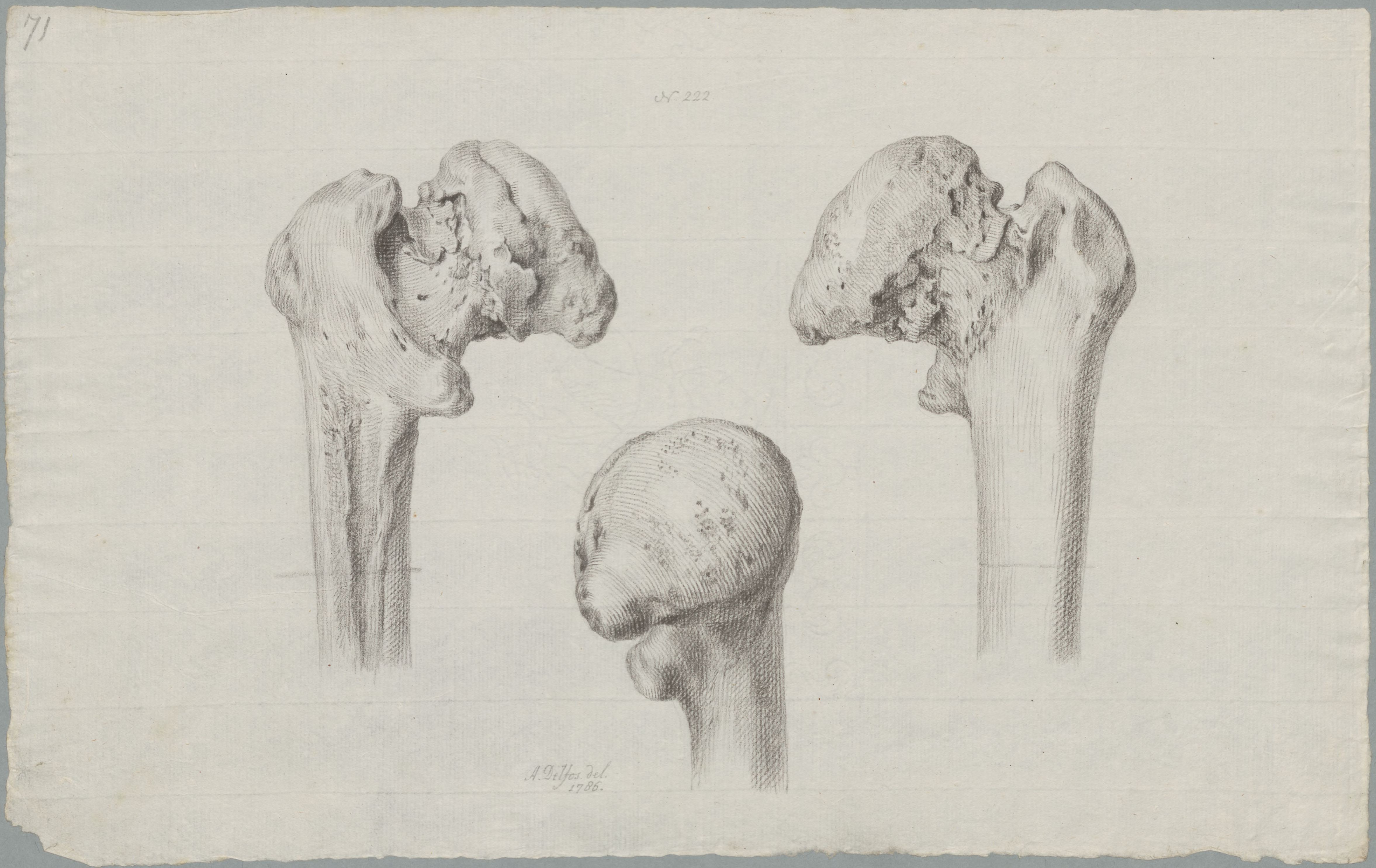 Specimens: femur
