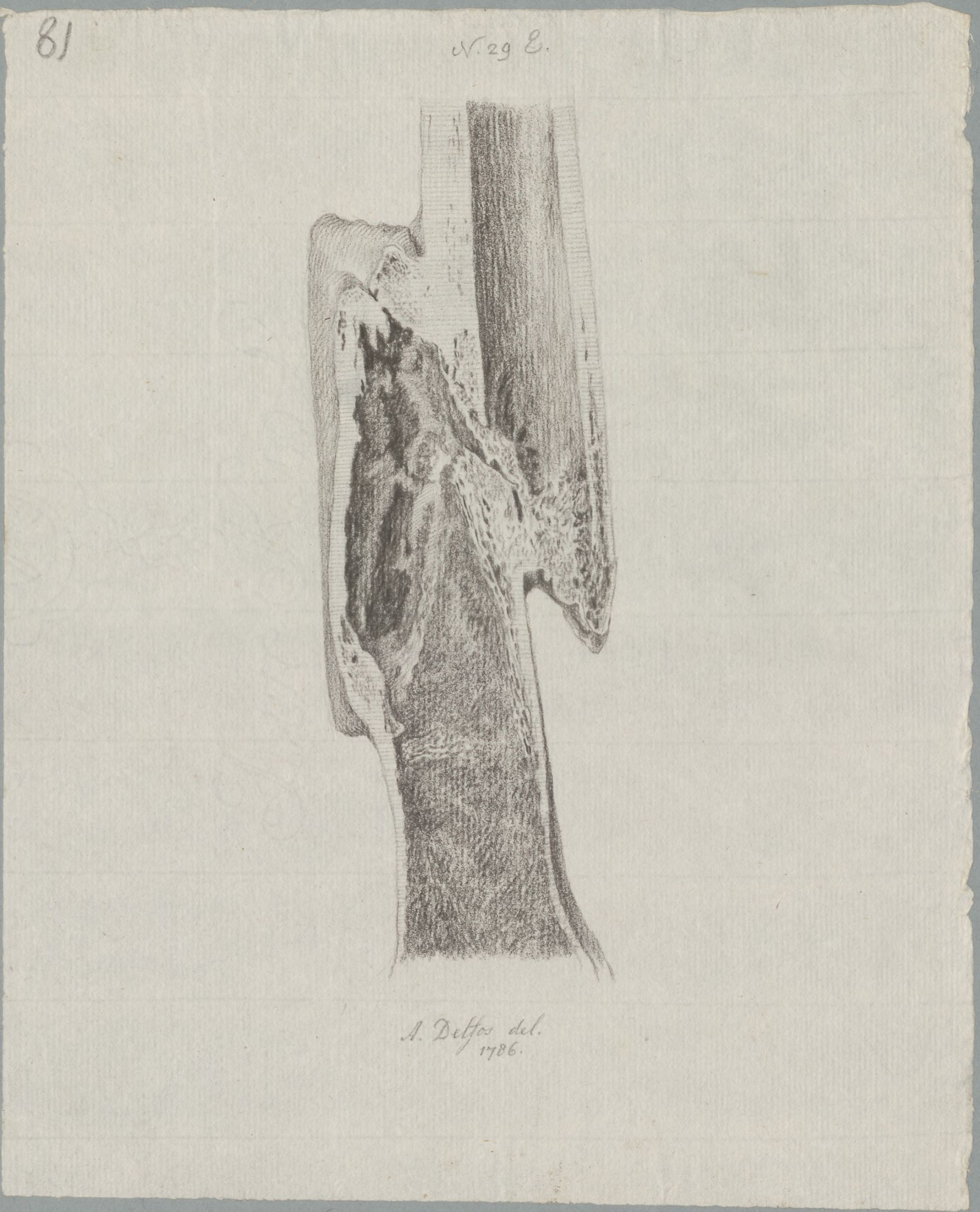 Specimens: femur