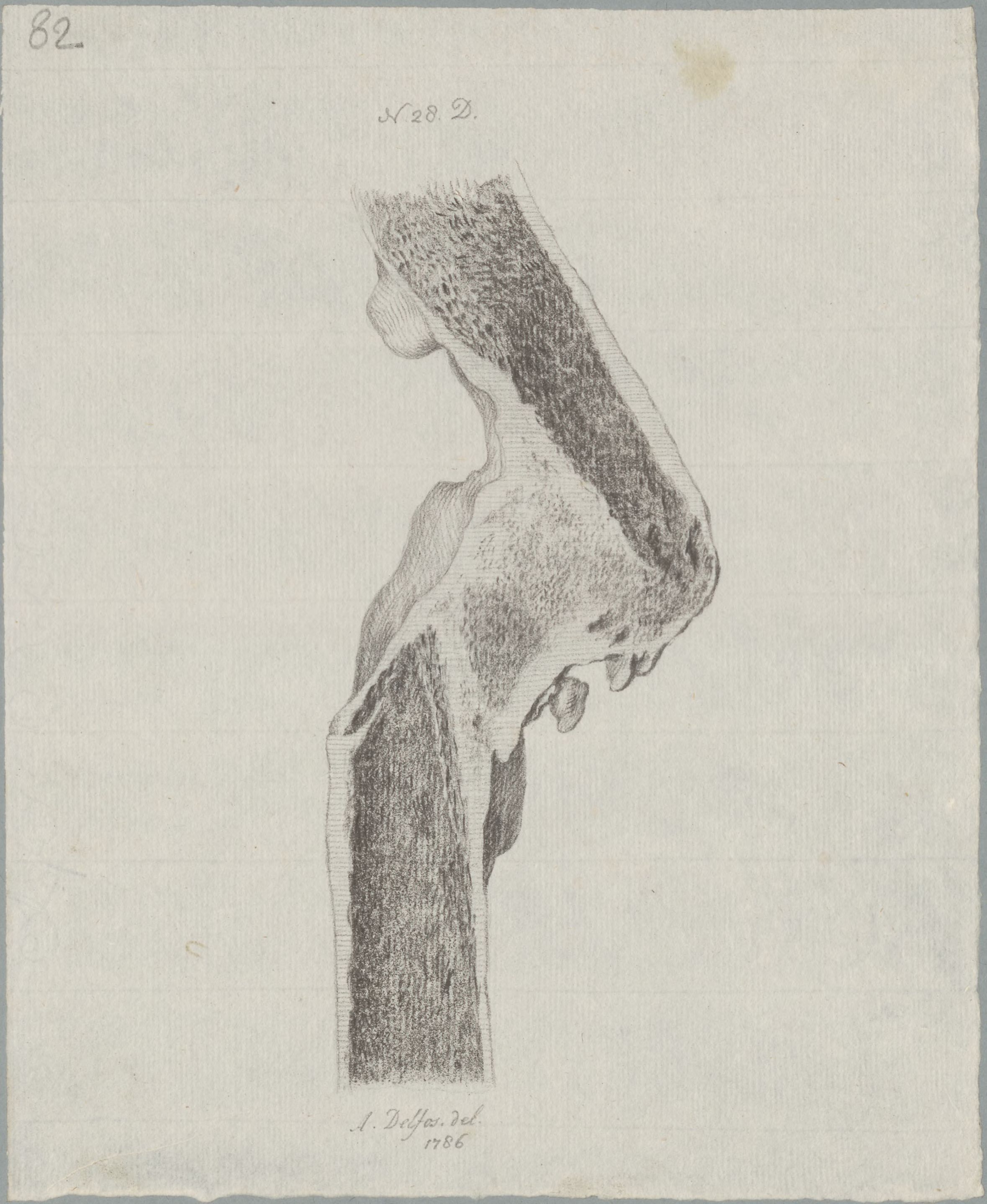Specimens: femur