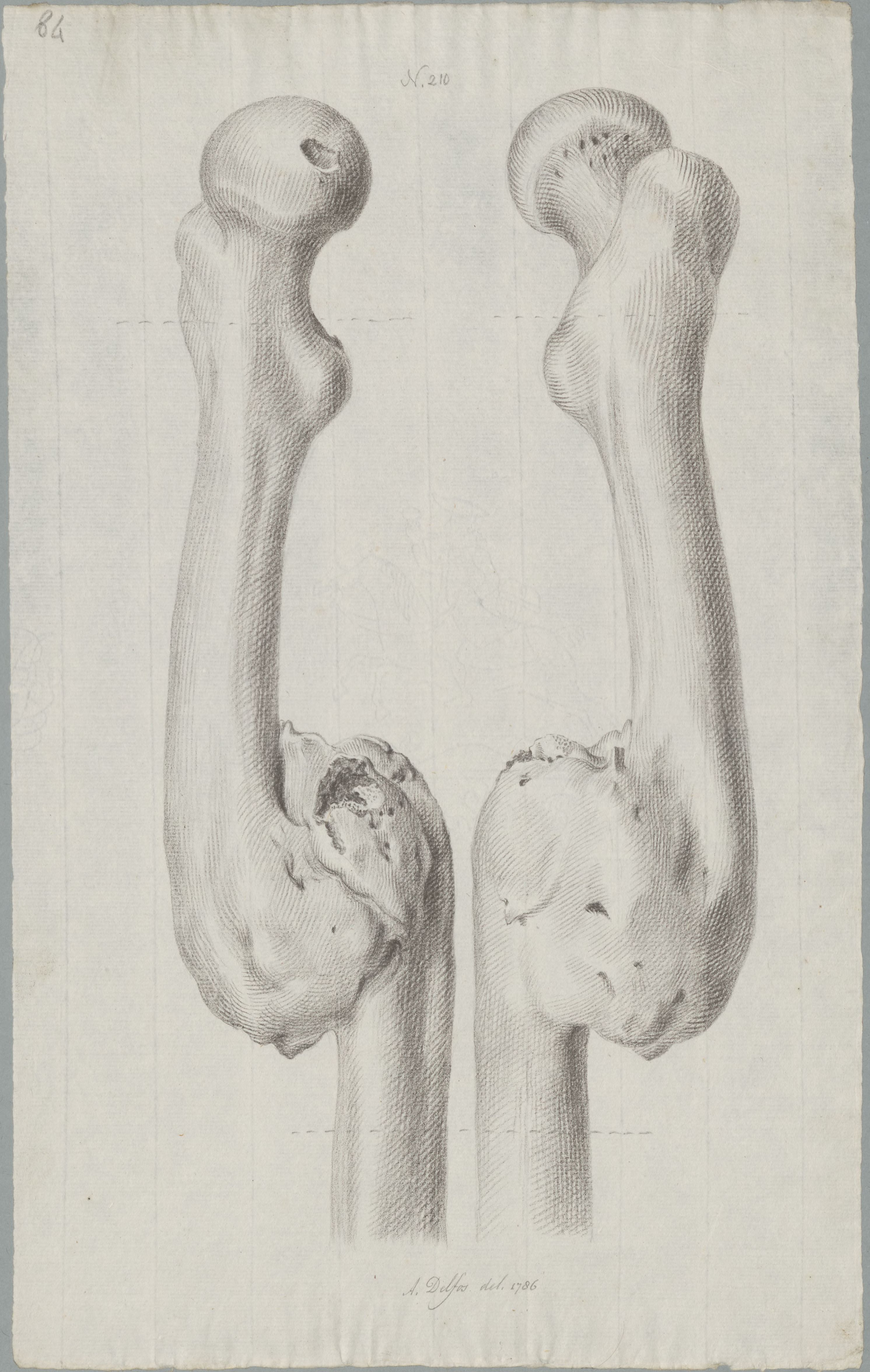 Specimens: femur