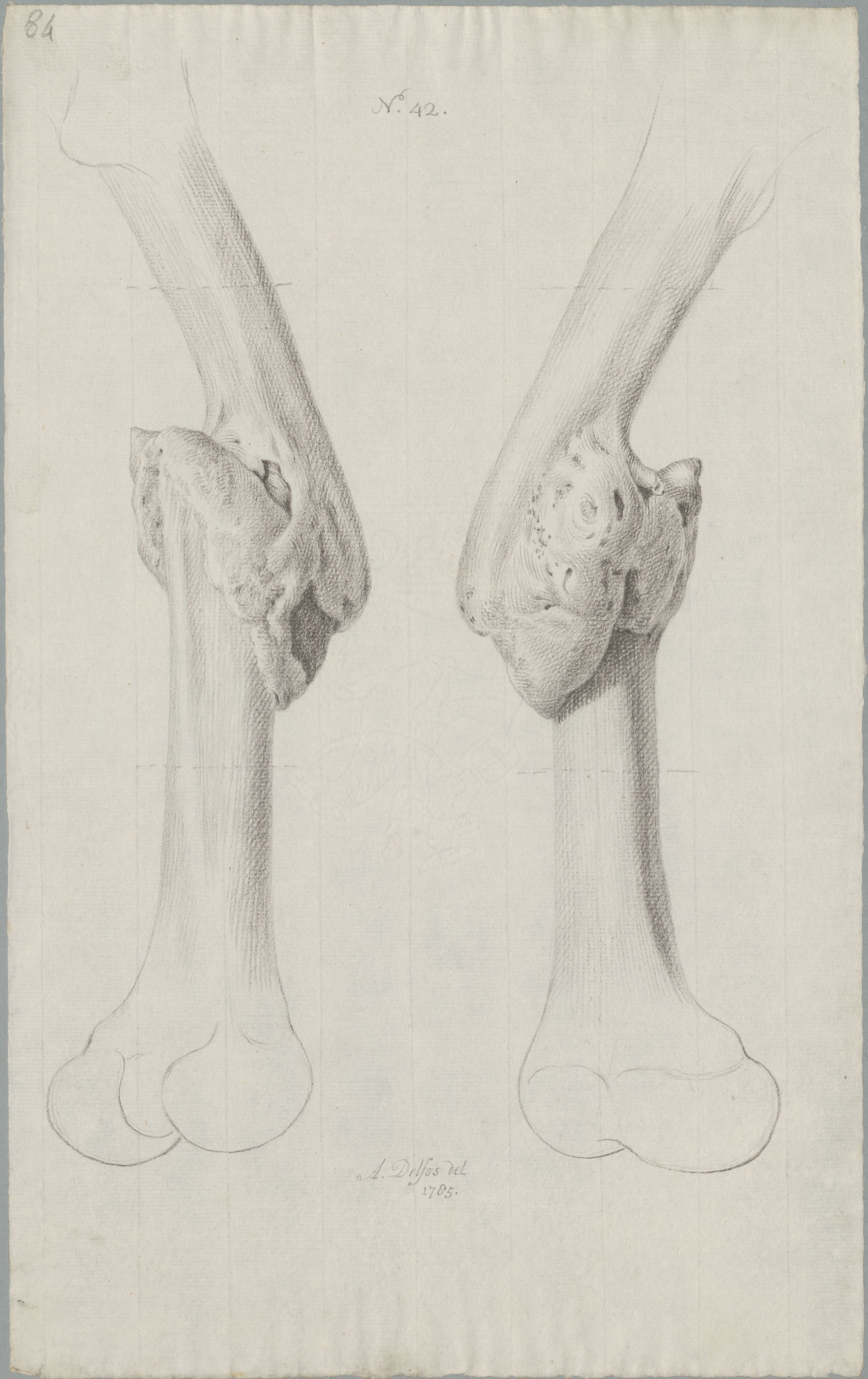 Specimens: femur