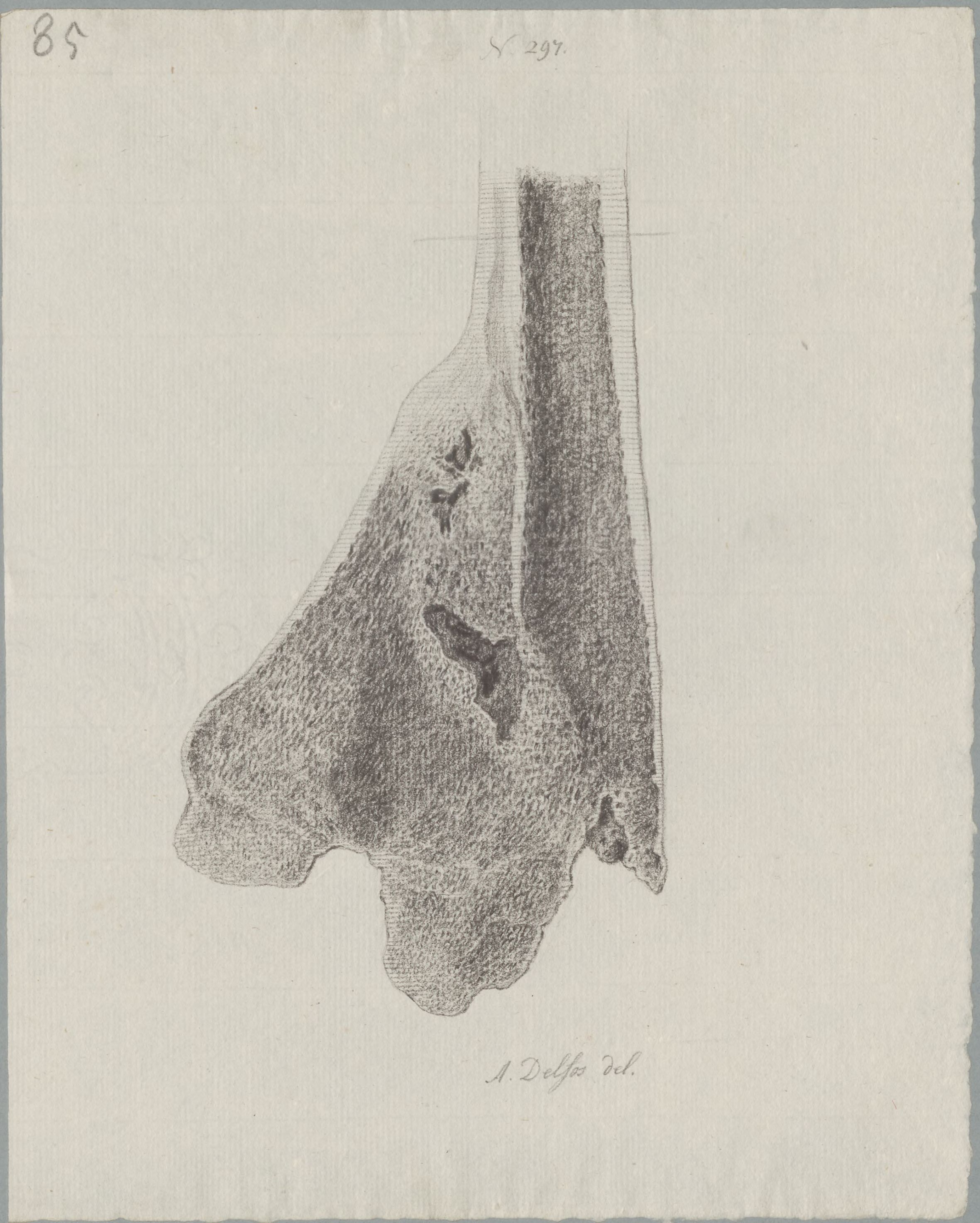 Specimens: femur