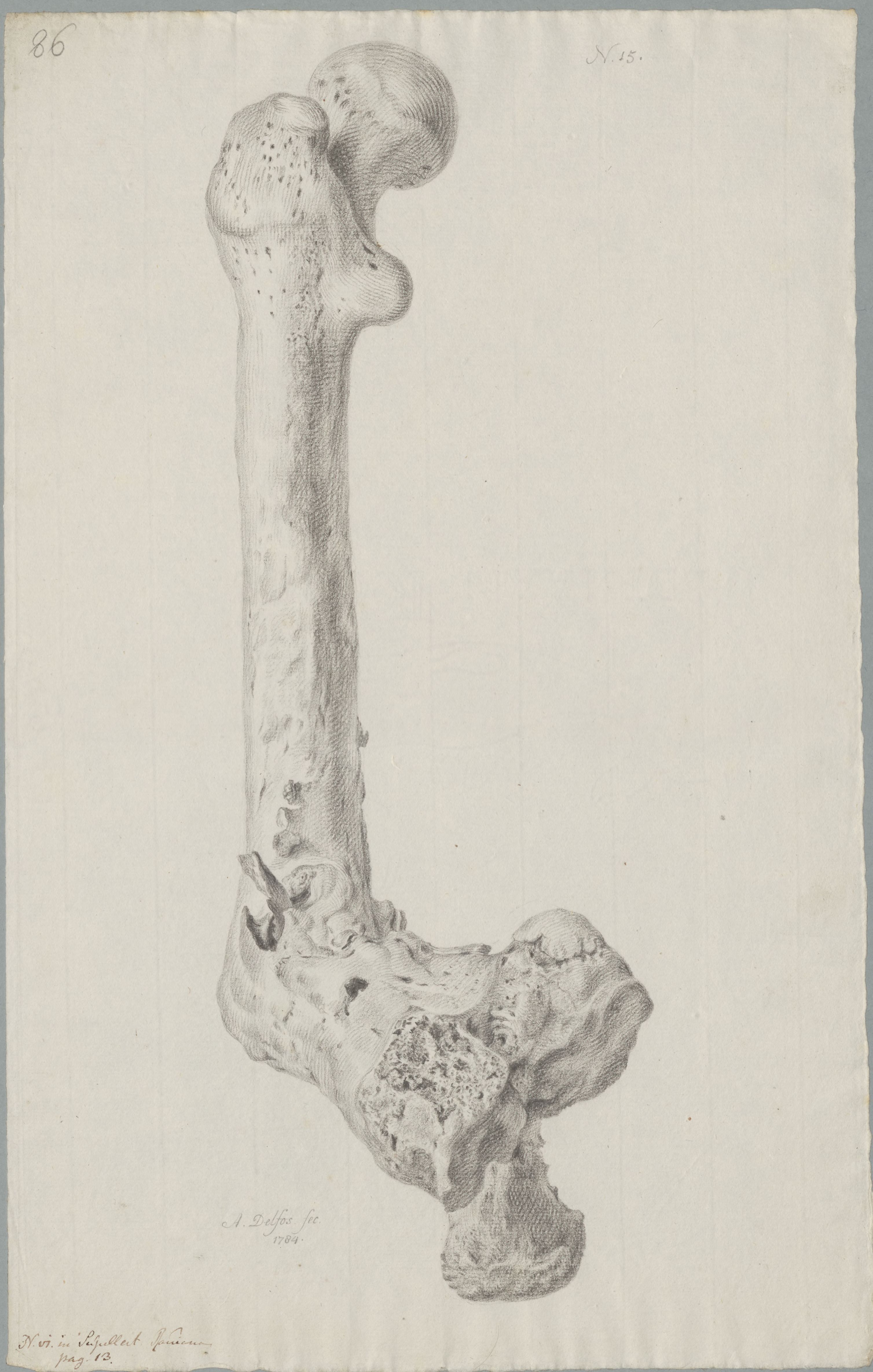 Specimens: femur