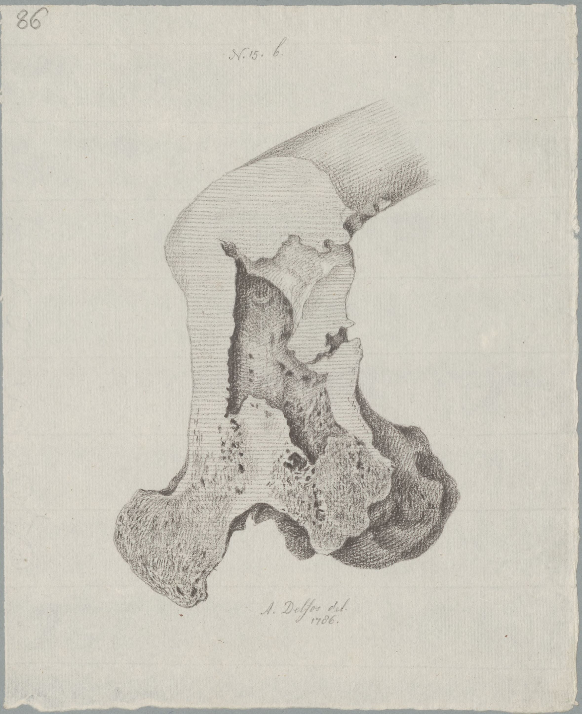 Specimens: femur