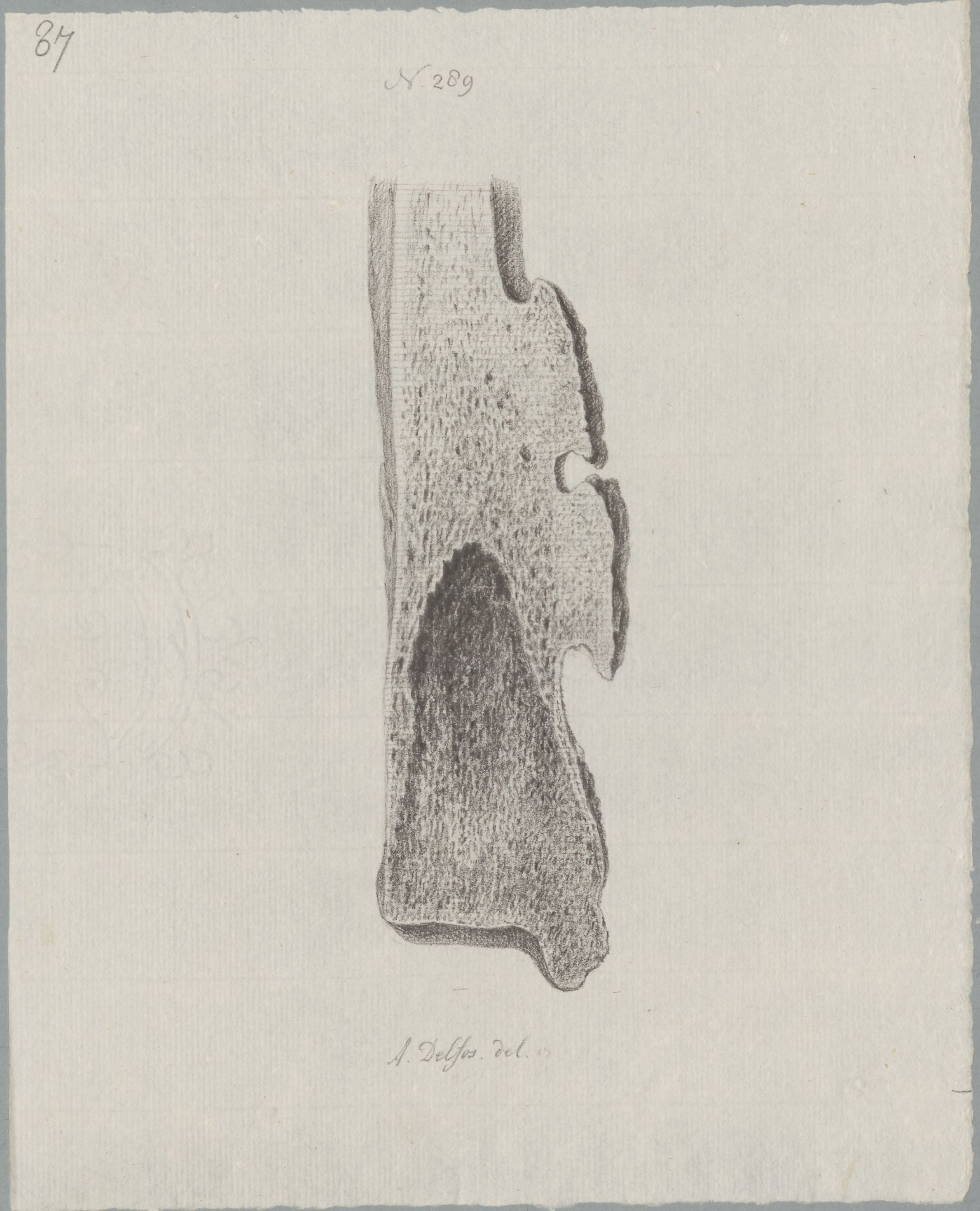 Specimens: femur