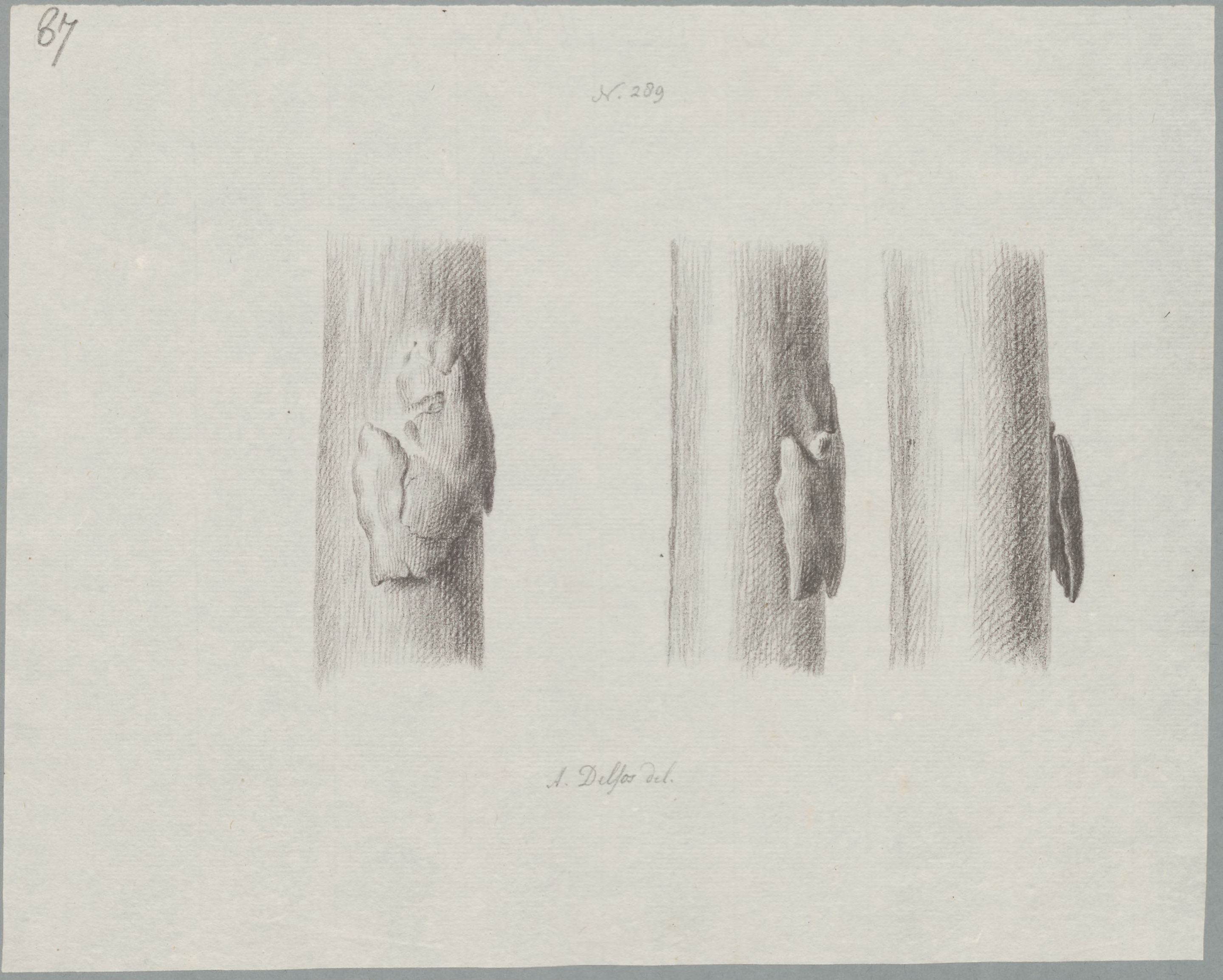 Specimens: femur