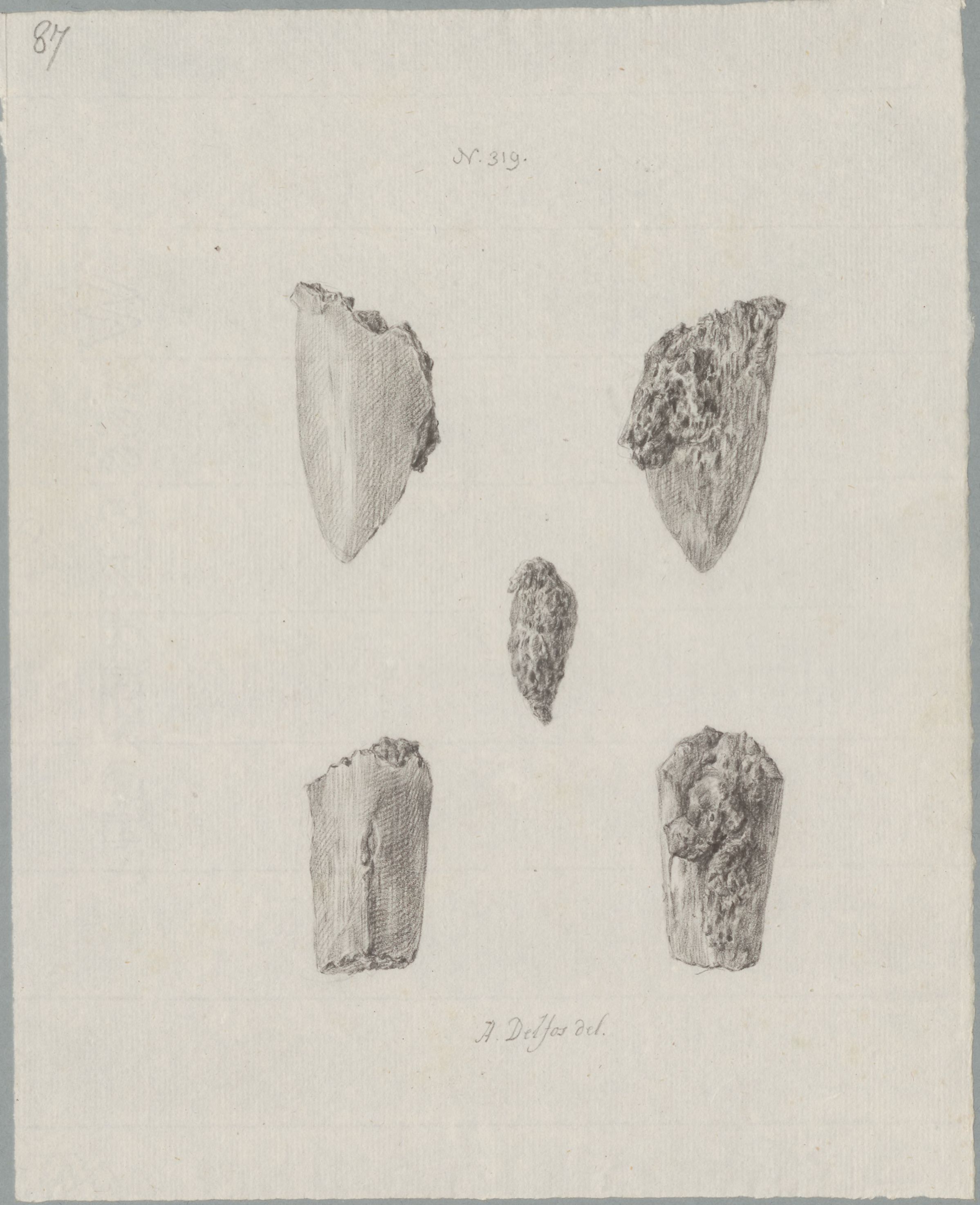 Specimens: femur
