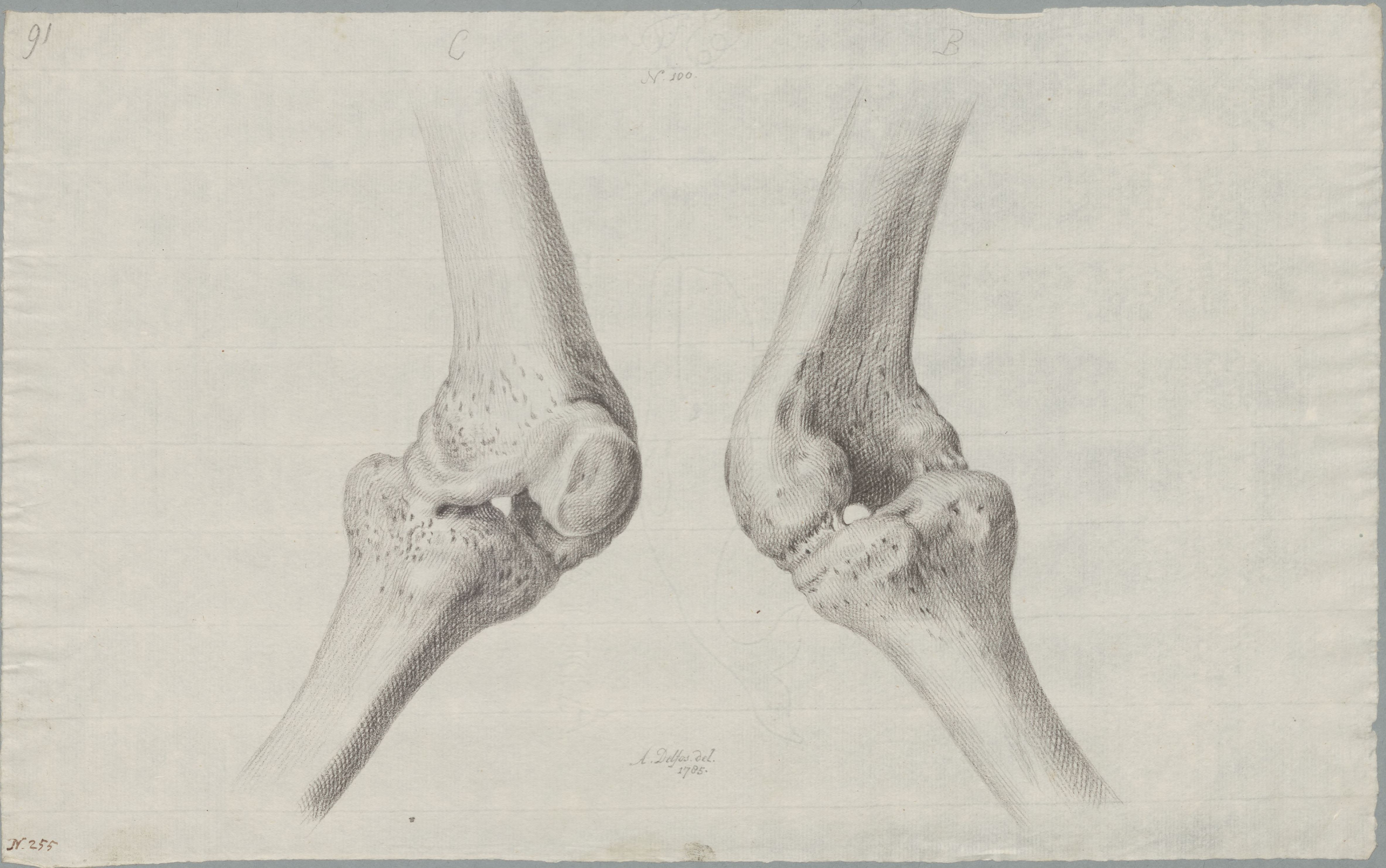 Specimens: femur