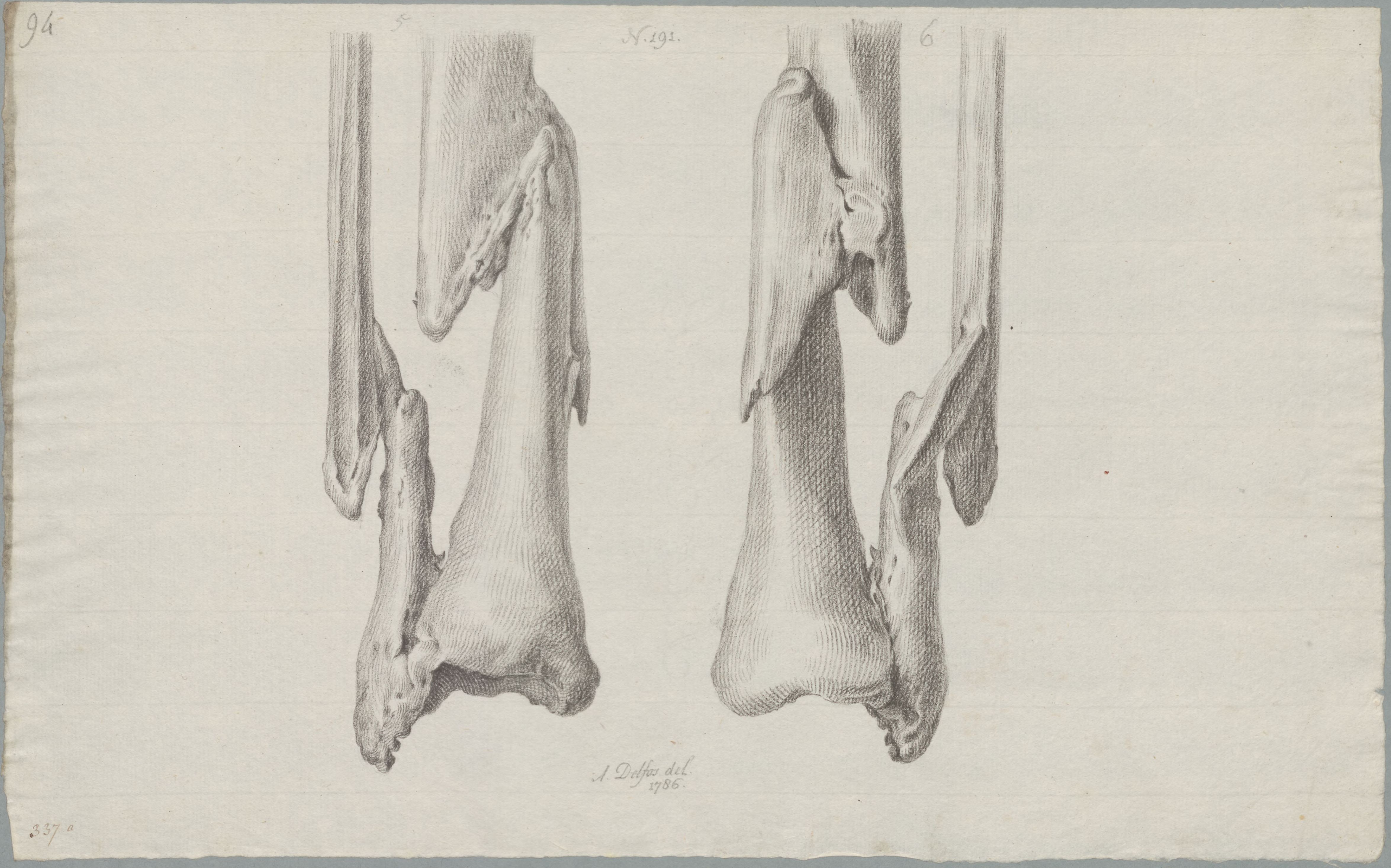 Specimens: tibia, fibula