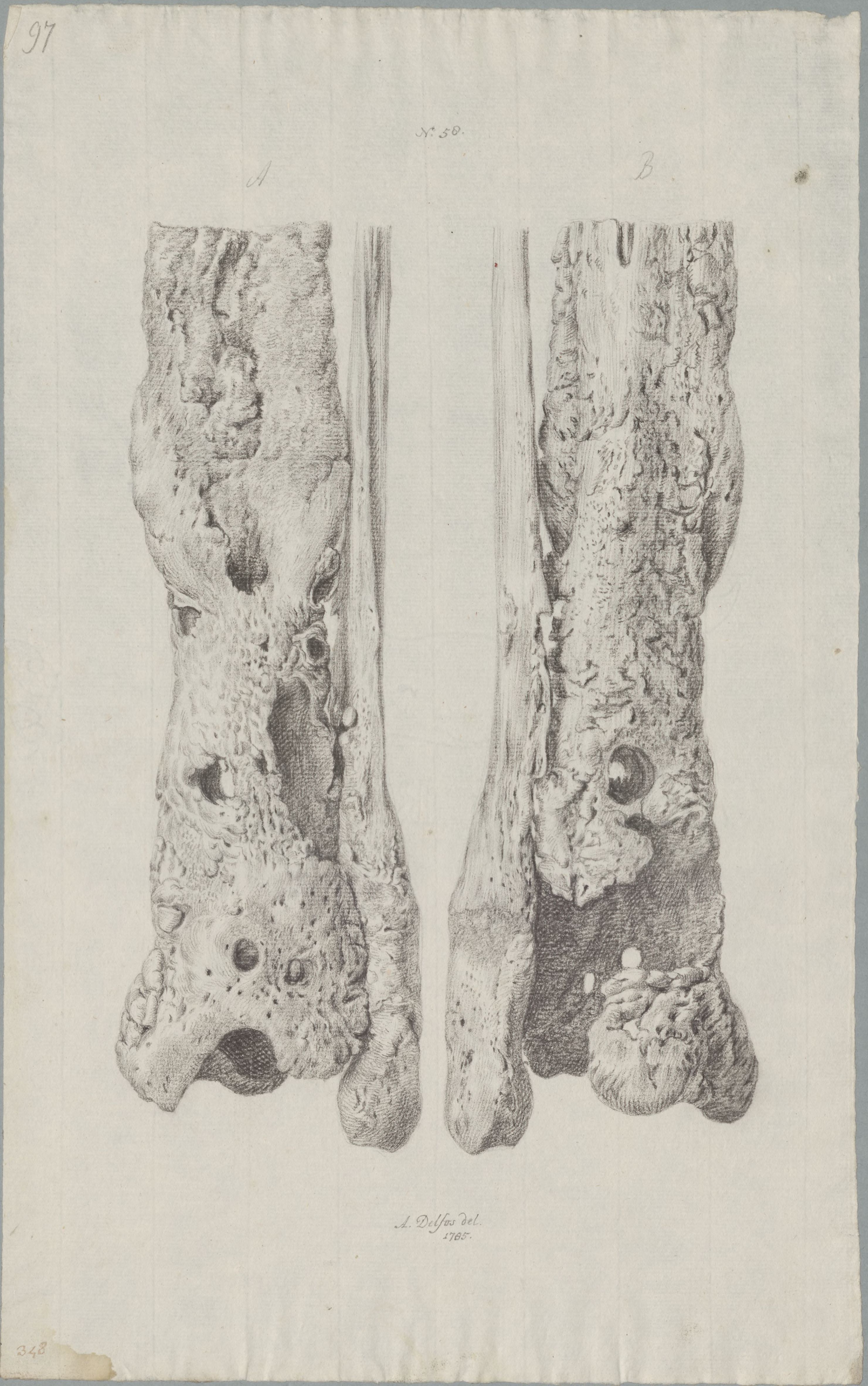 Specimens: tibia, fibula