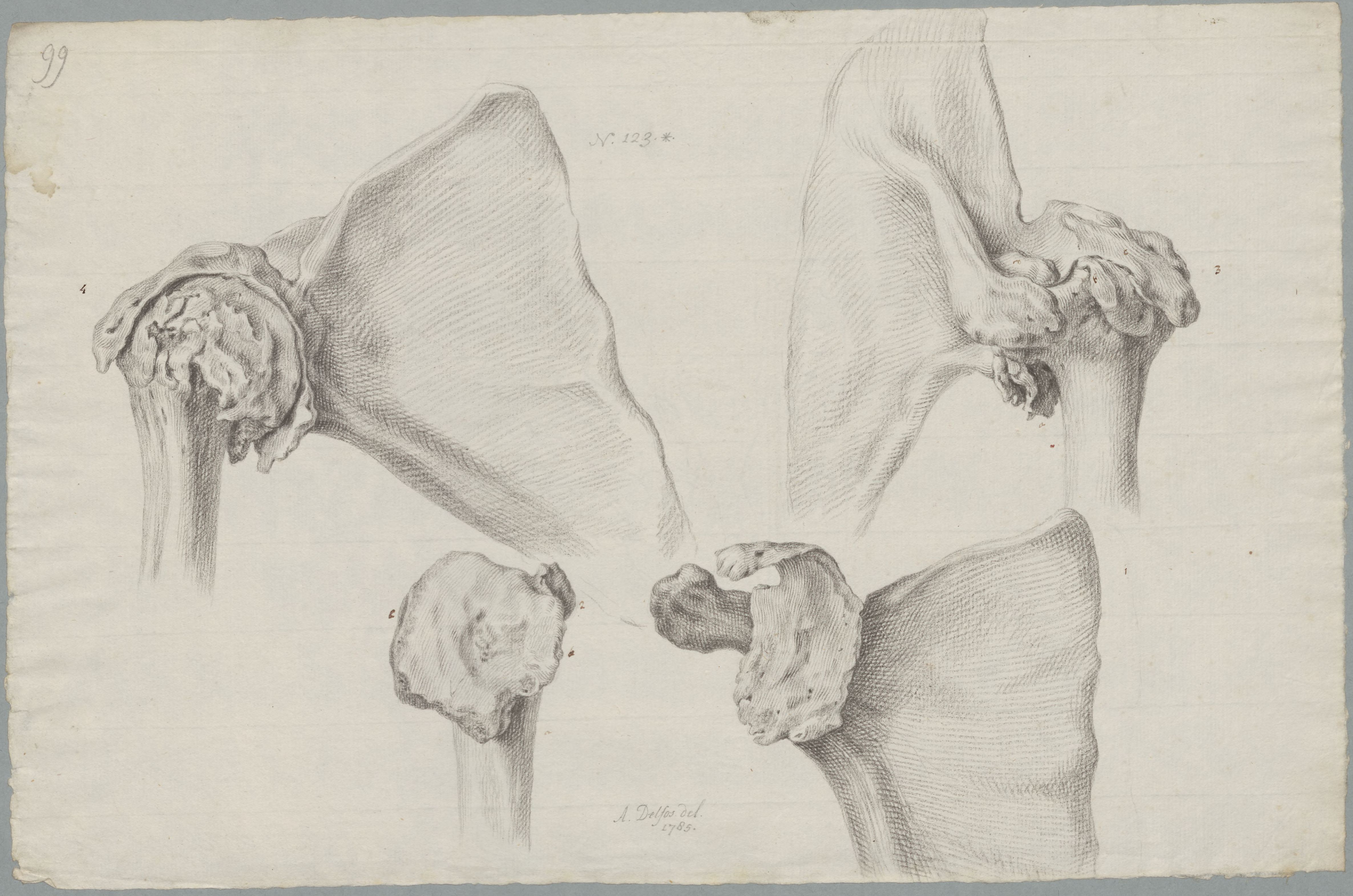 Specimens: scapula, humerus