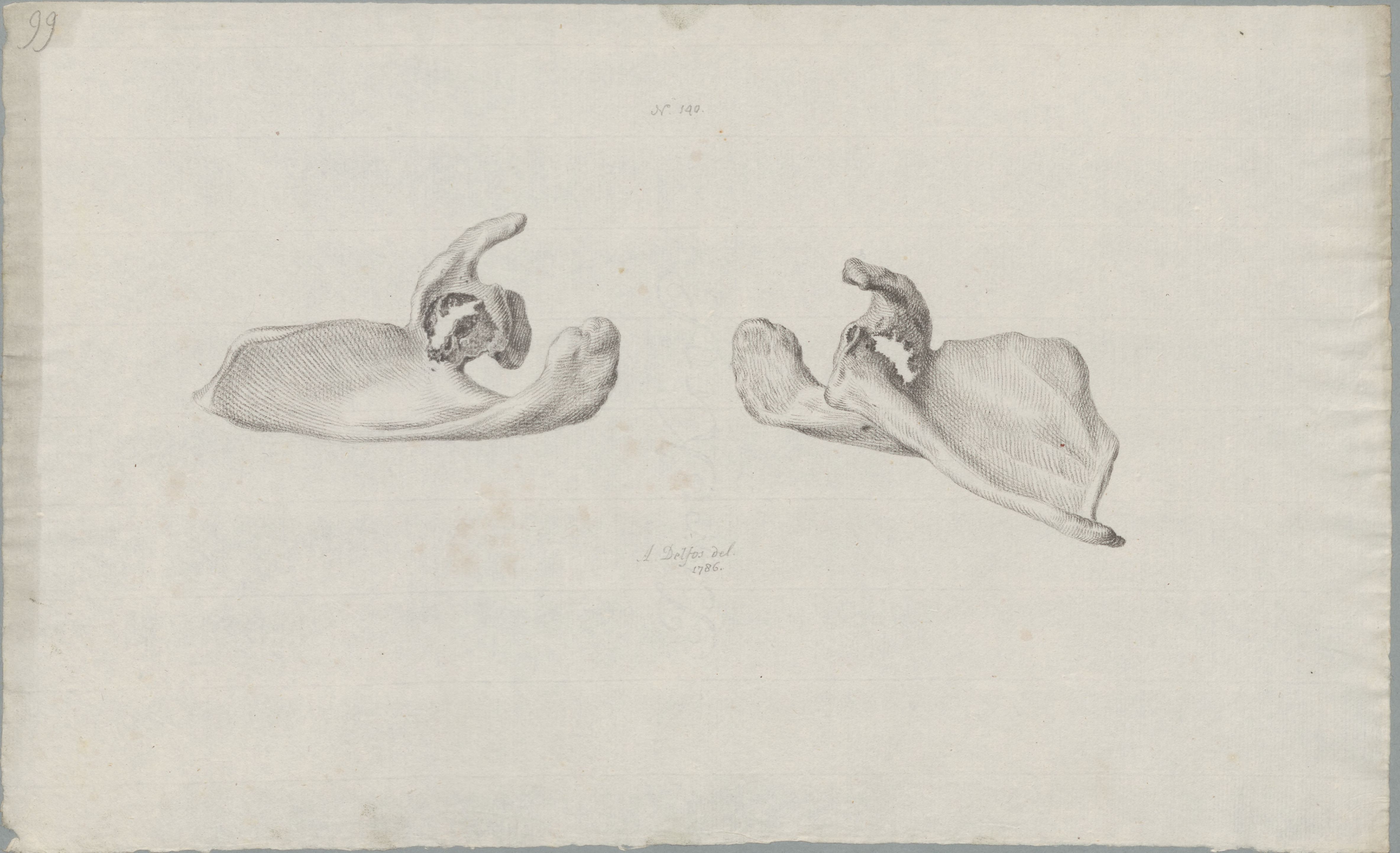 Specimens: scapula, humerus