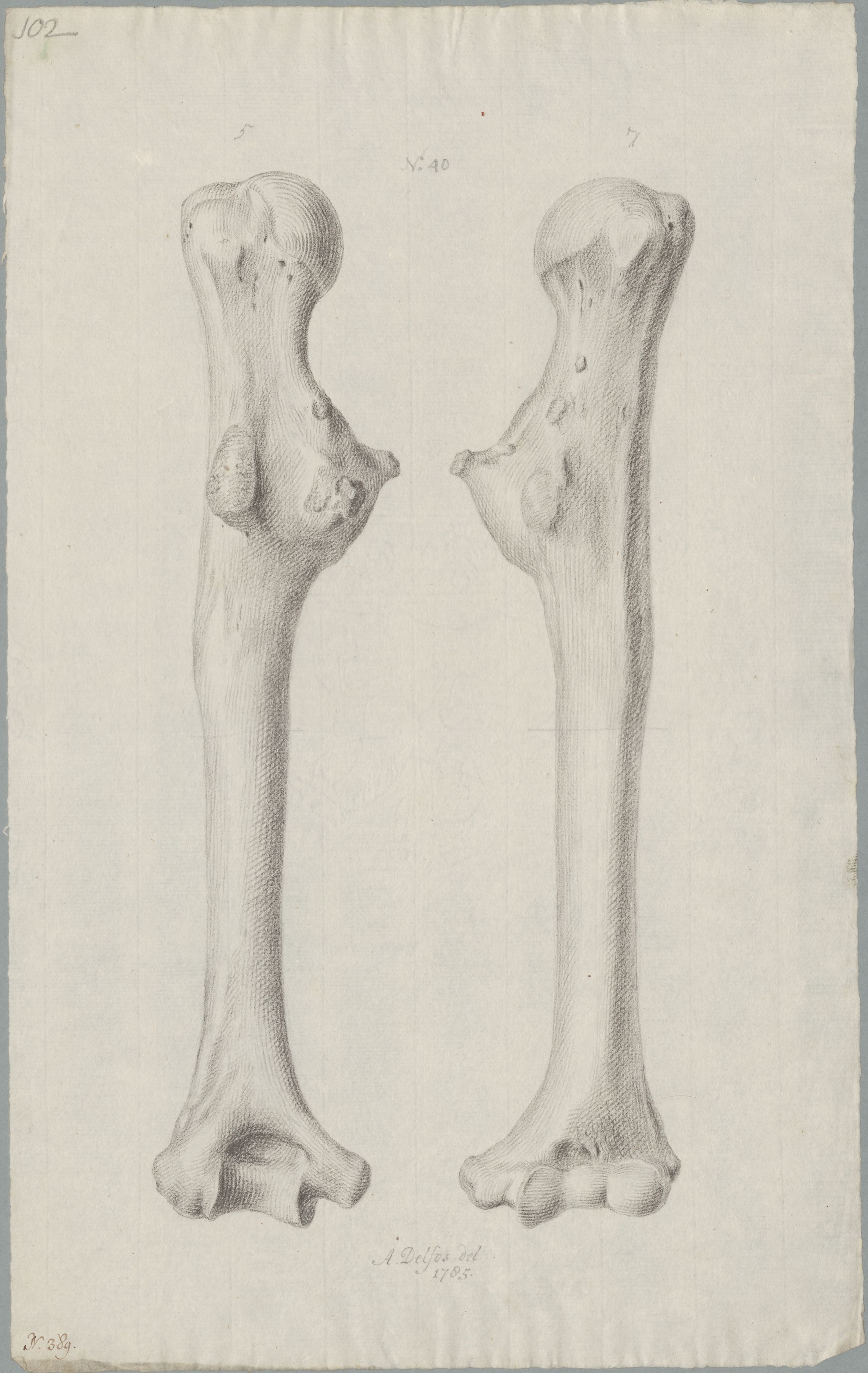 Specimens: humerus