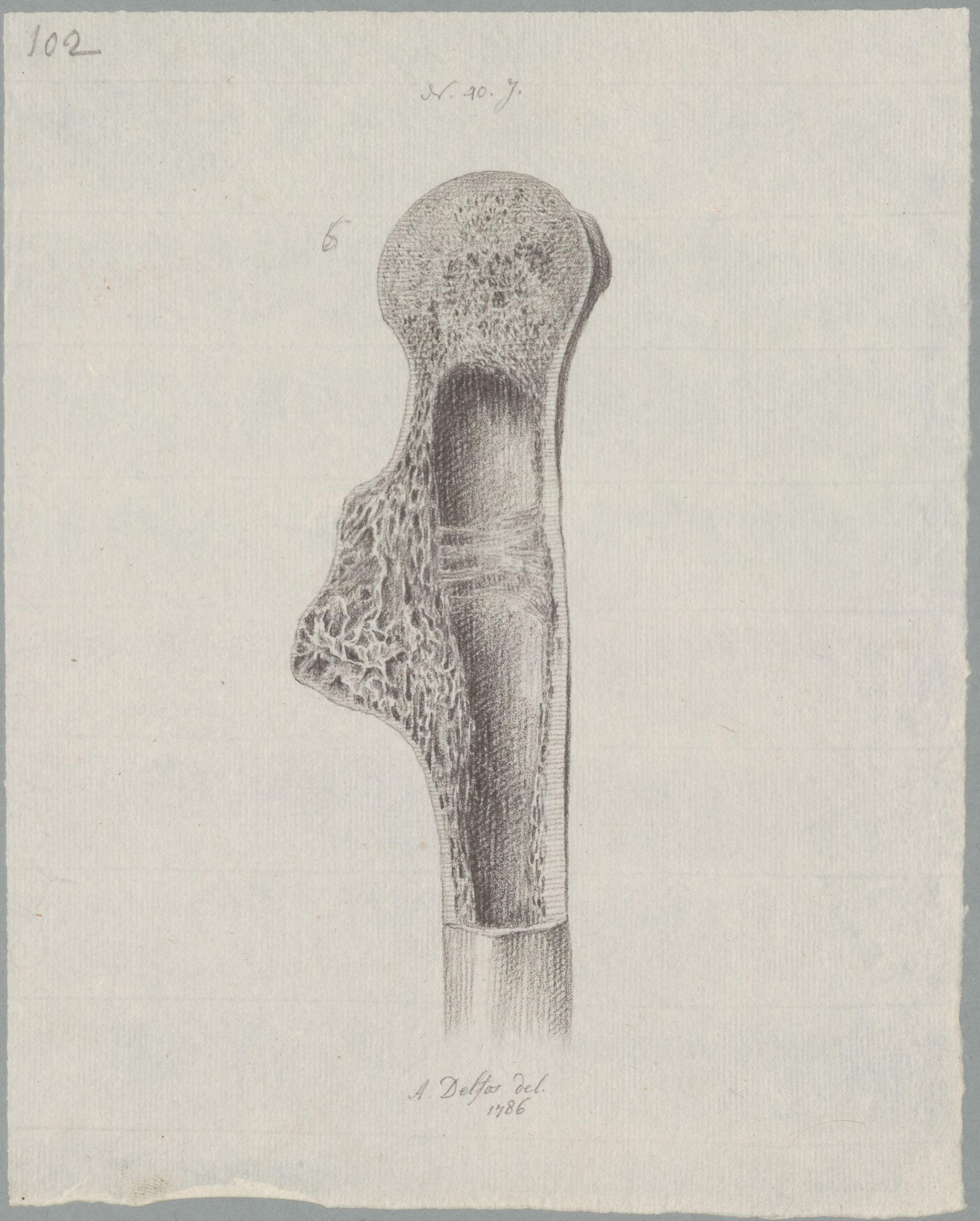 Specimens: humerus
