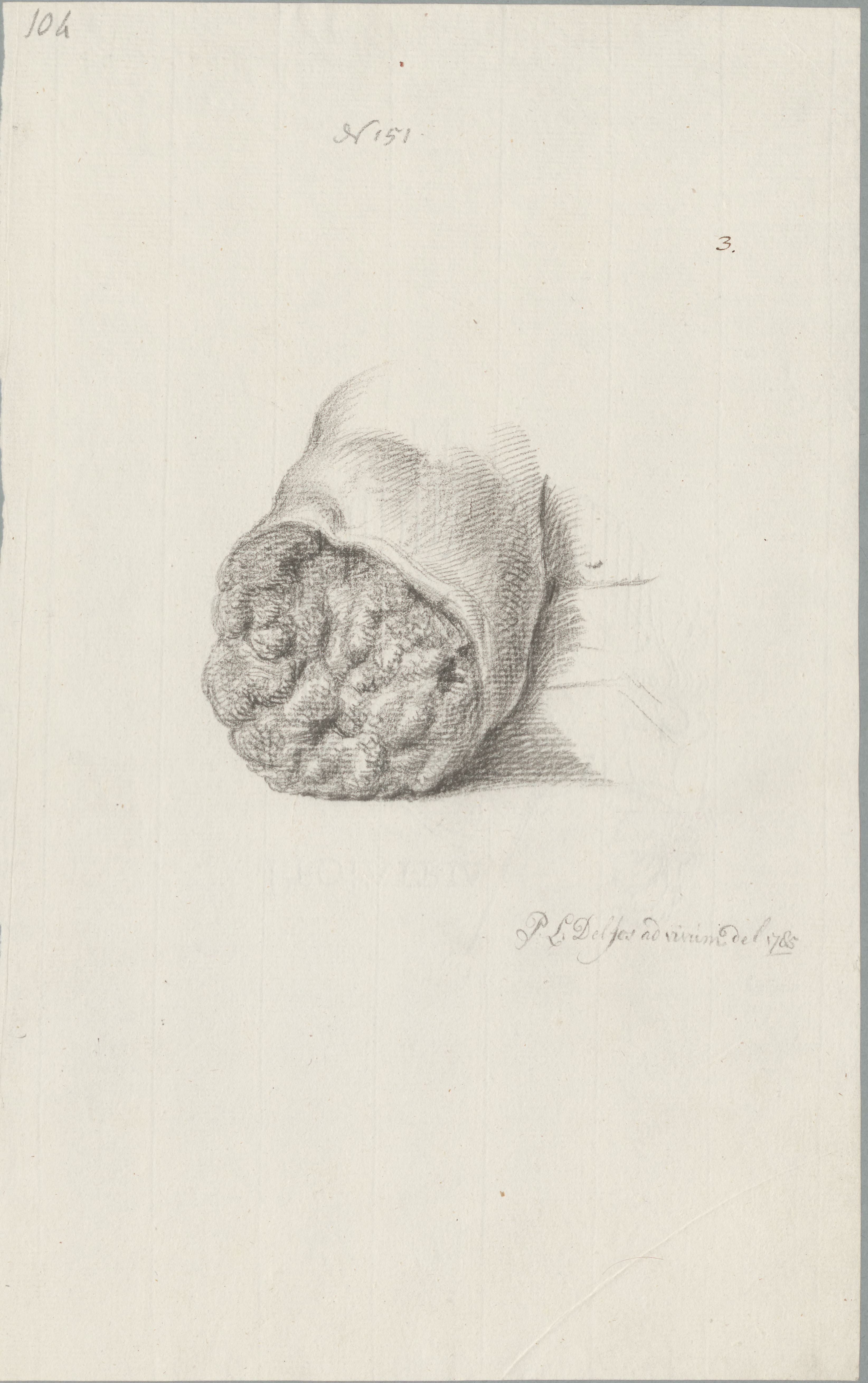 Specimens: mamma