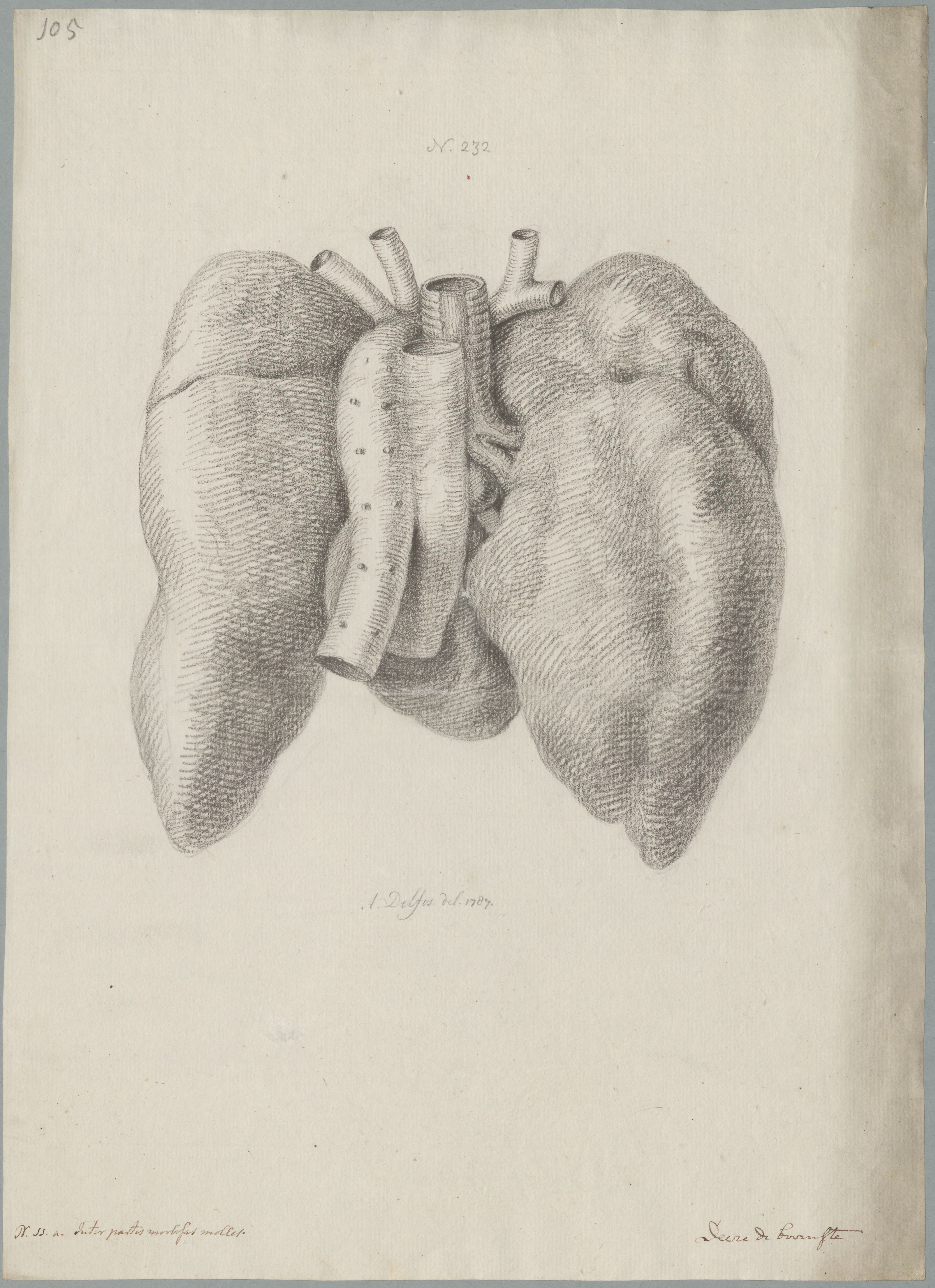 Specimens: heart, lungs